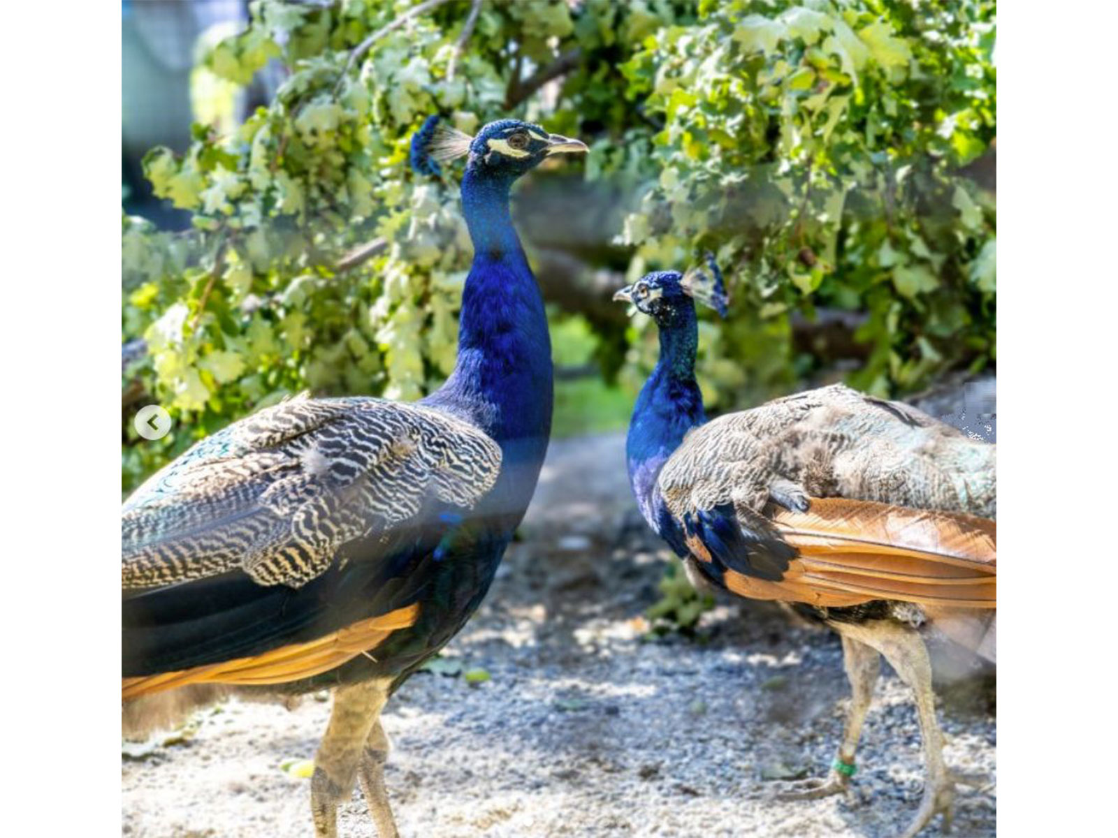 Peacocks gifted by India at UN Geneva (Photo/X@UNGeneva)