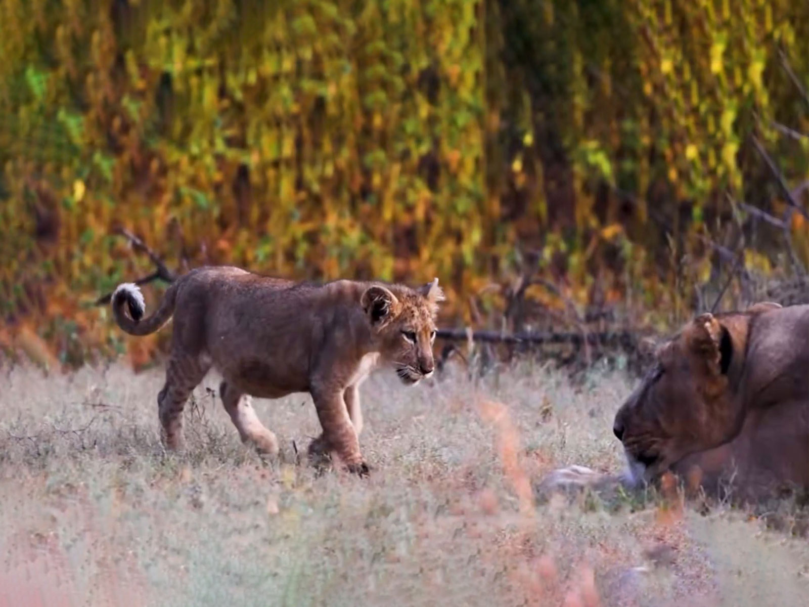 World Lion Day (Image source: X/@byadavbjp)