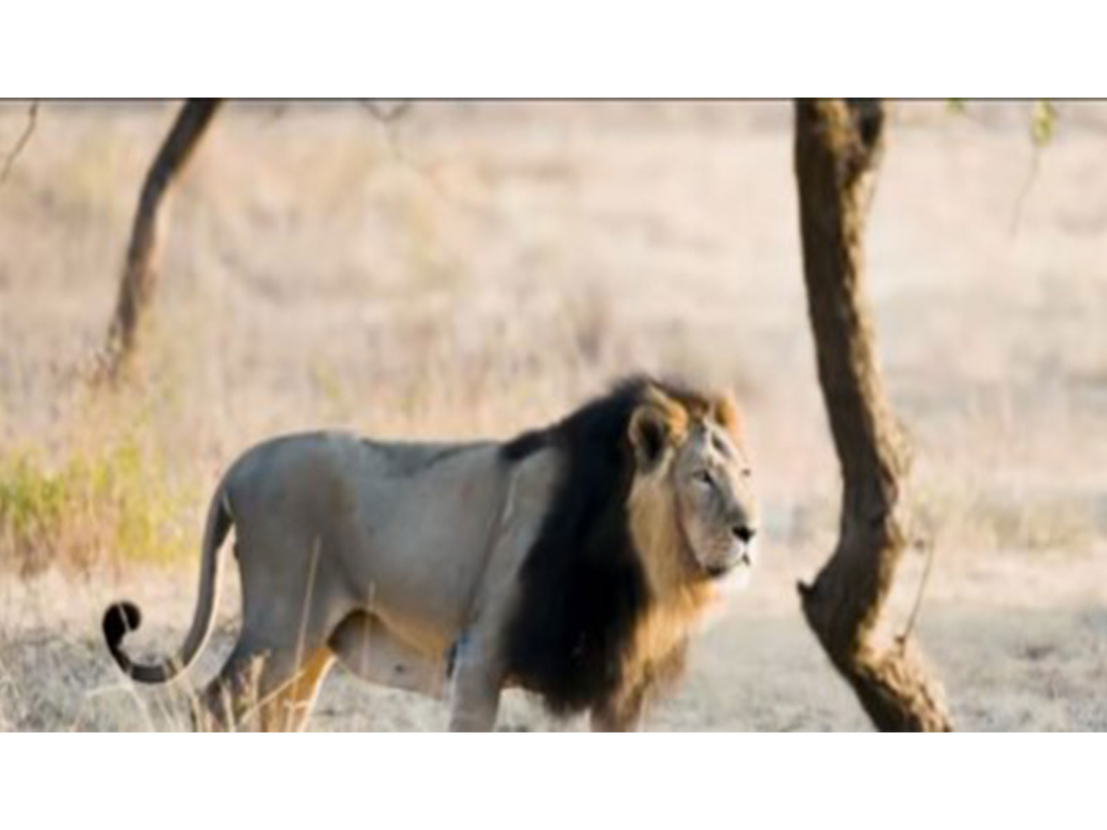 World Lion Day (Image source: X/@byadavbjp)