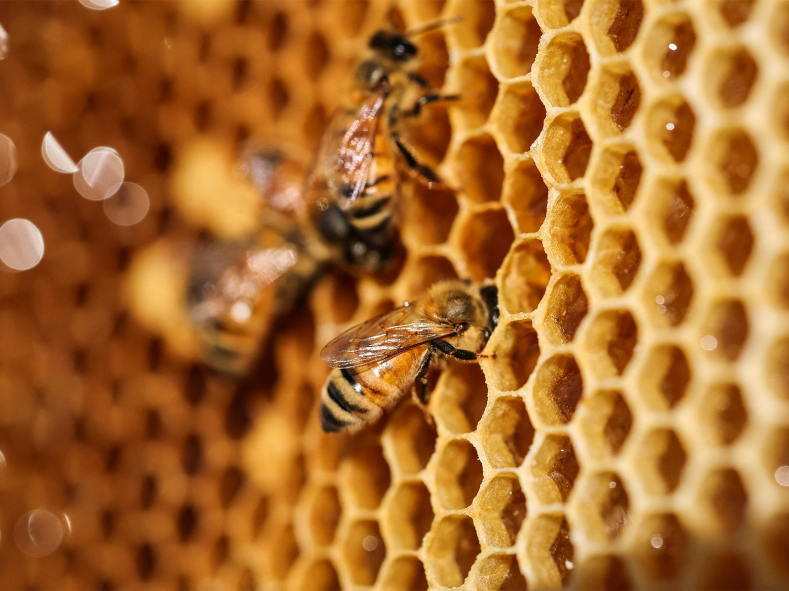 Bees (Representative Image/Reuters)