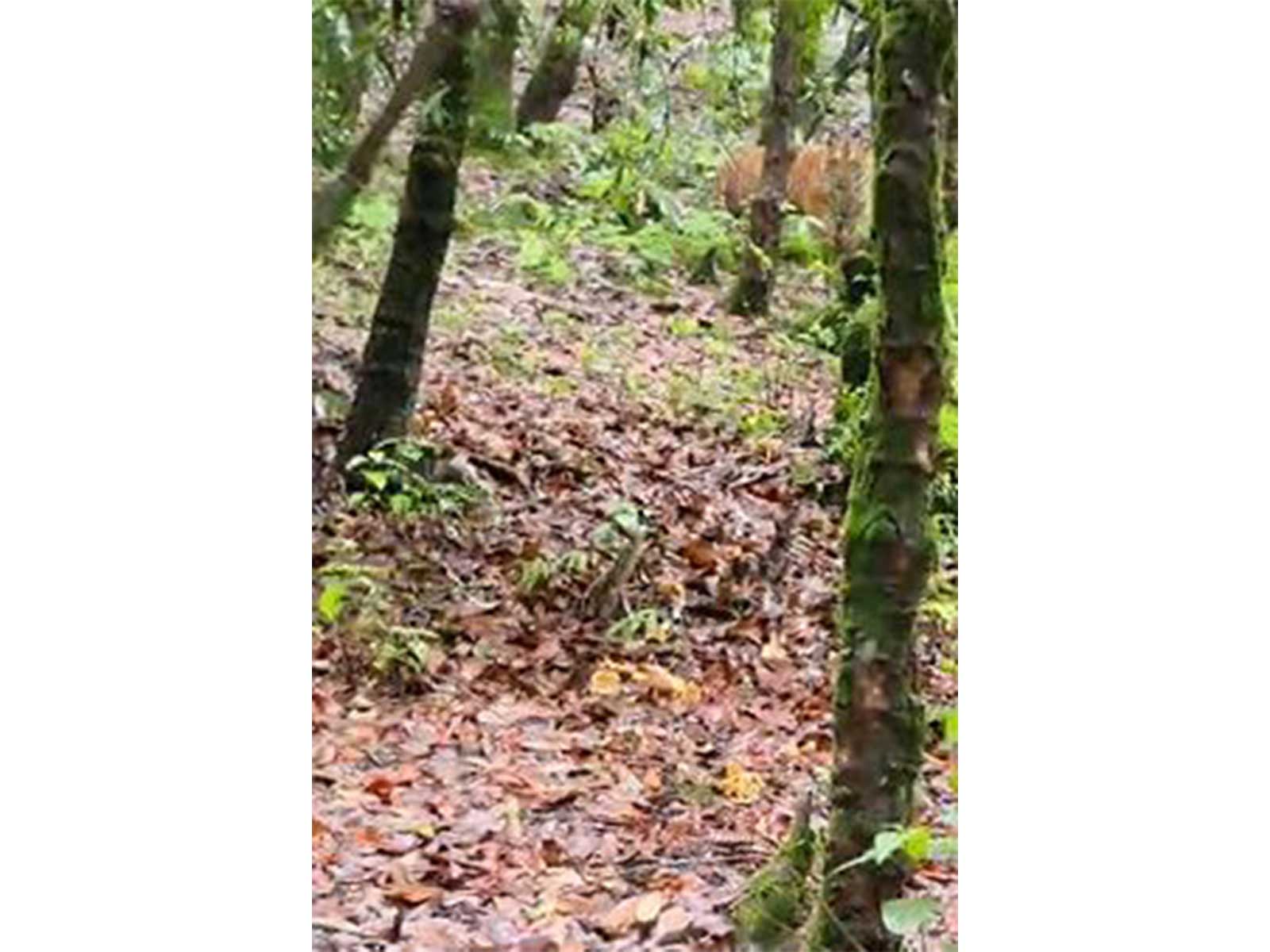 Sighting of a Bengal tiger in Binsar Wildlife Sanctuary,  (Photo: Almora Forest Department)