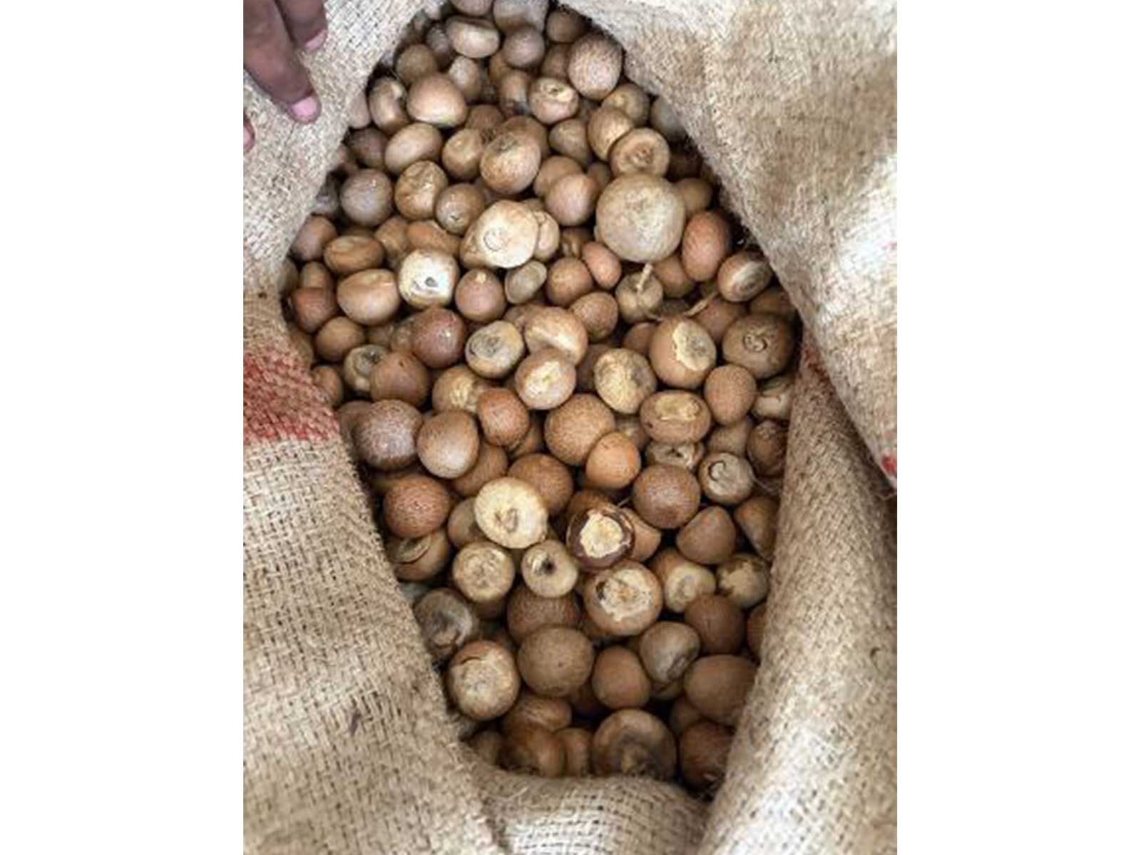 Areca nuts seized by DRI during its investigation (Photo/PIB)