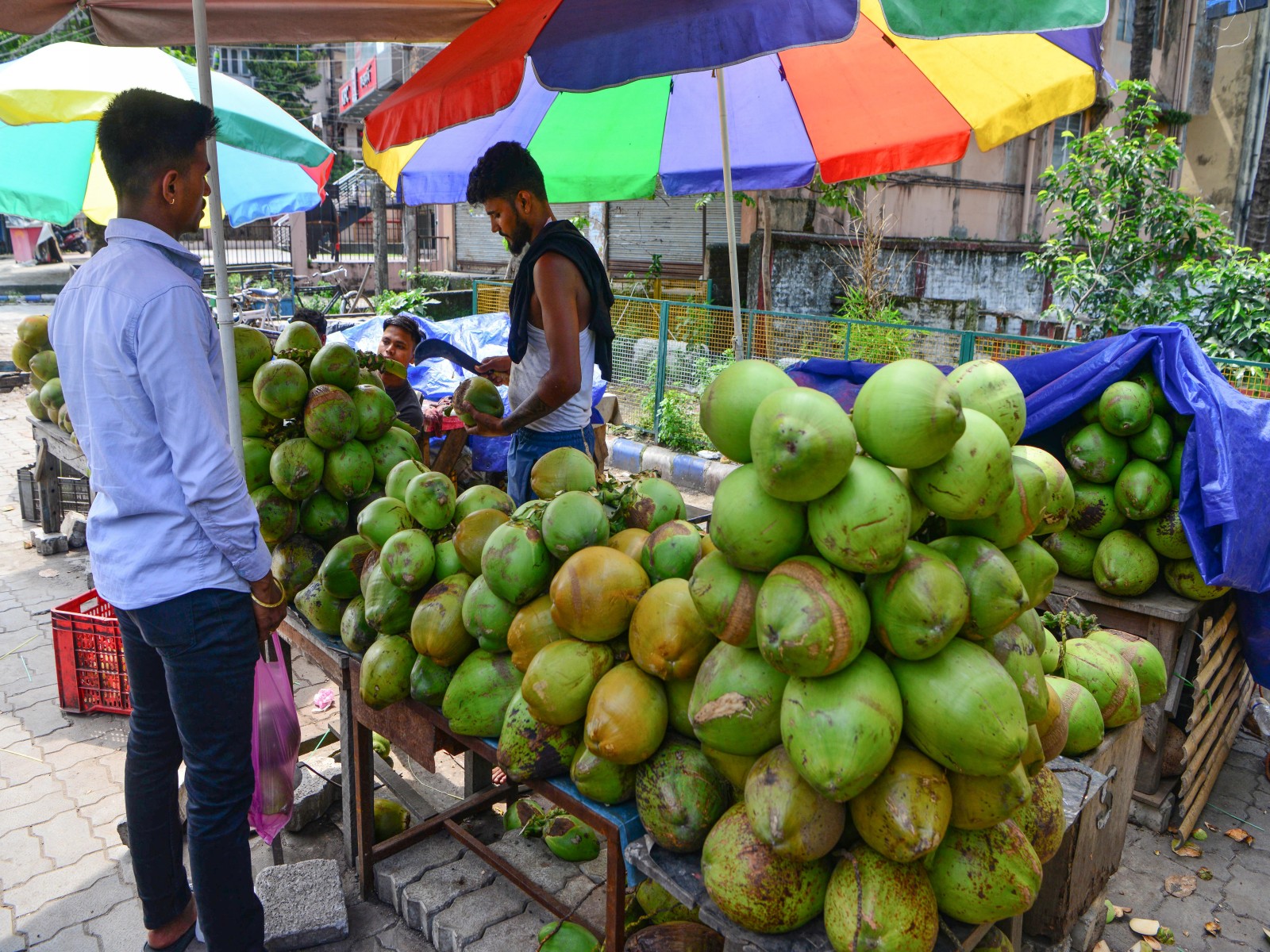  India ranks first in global coconut production (File photo/ANI)
