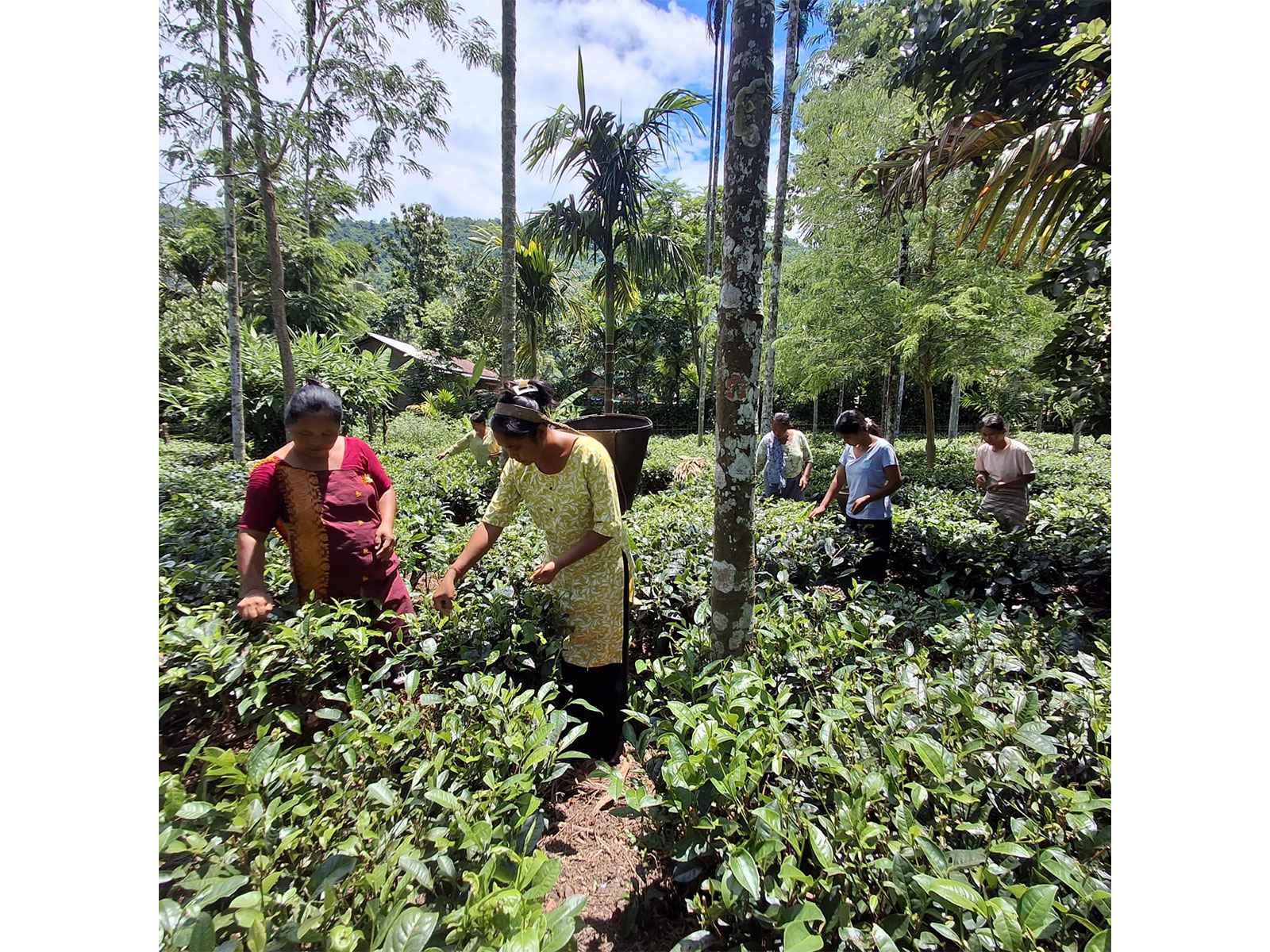 Karbi women brew new future through traditional tea in Assam (Photo/ANI) 