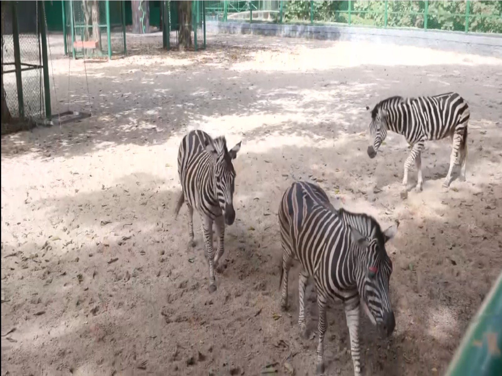 Thiruvananthapuram zoo (Photo/ANI)