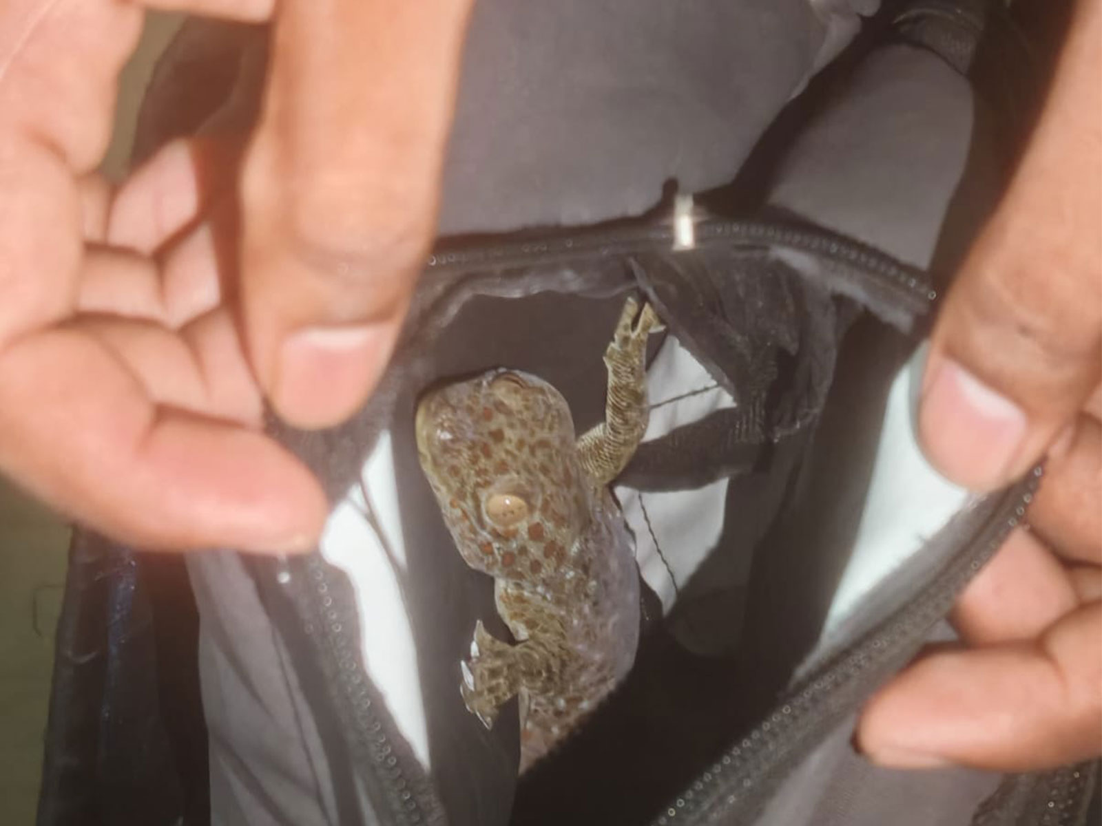 Forest officials rescued a Tokay Gecko (Photo/ANI)