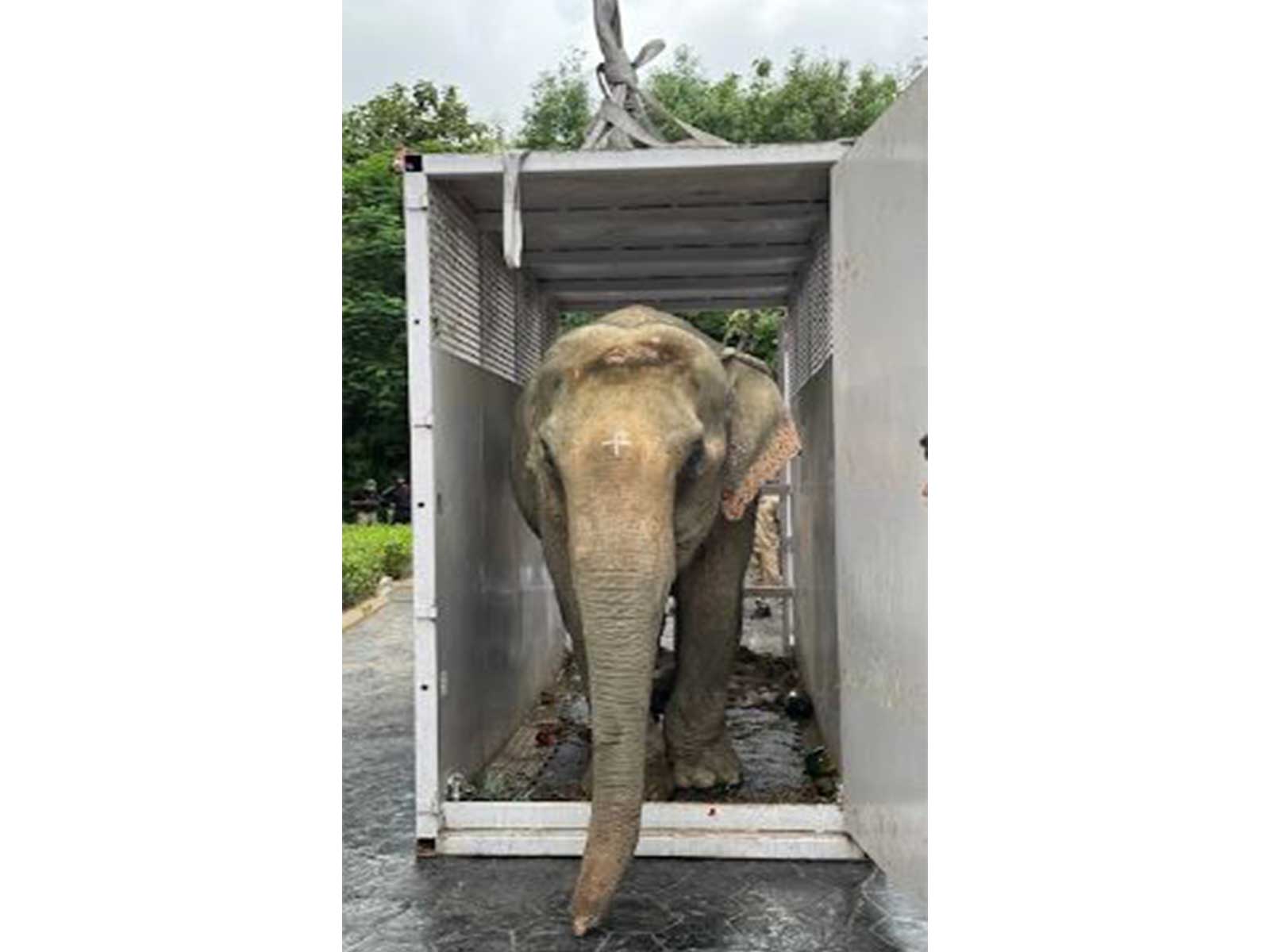 Elephant Joymoti (Photo/Vantara press release)