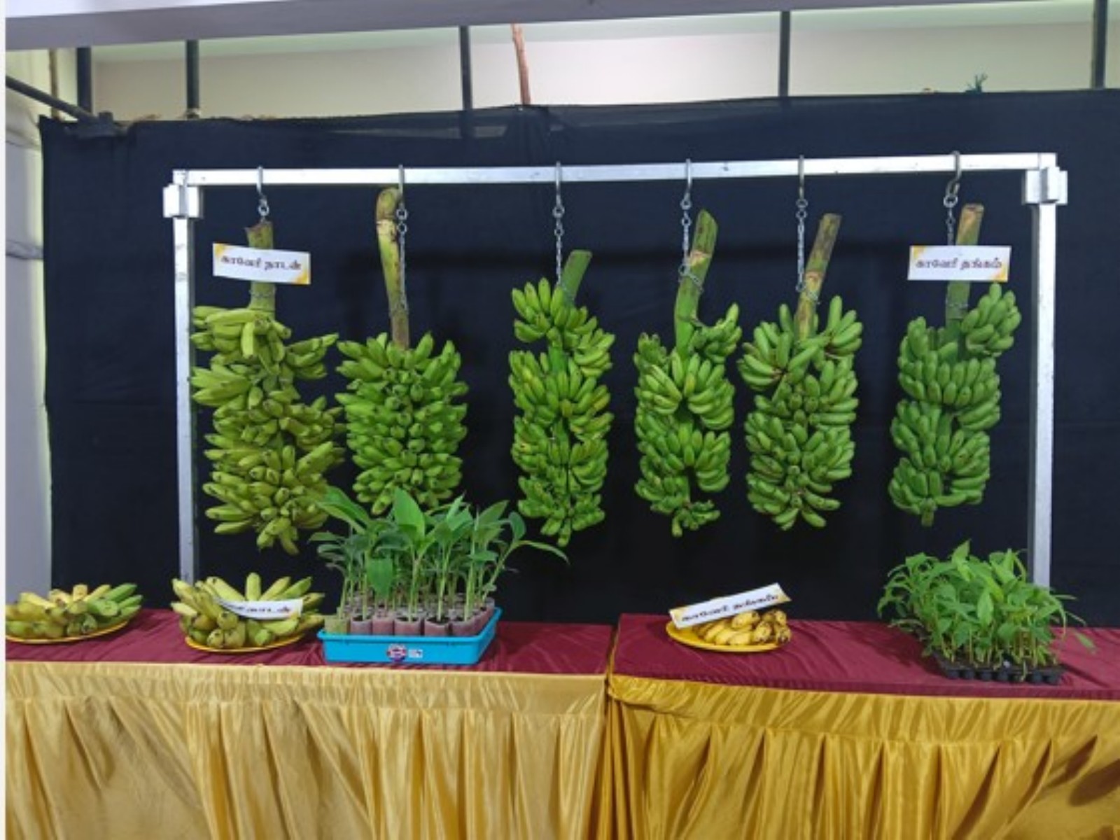  NRCB has launched two new banana varieties on 33rd Foundation Day (Photo/NRCB) 