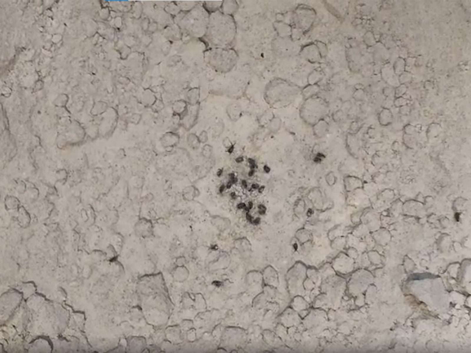 Cockroaches found in flour (Photo/ANI)