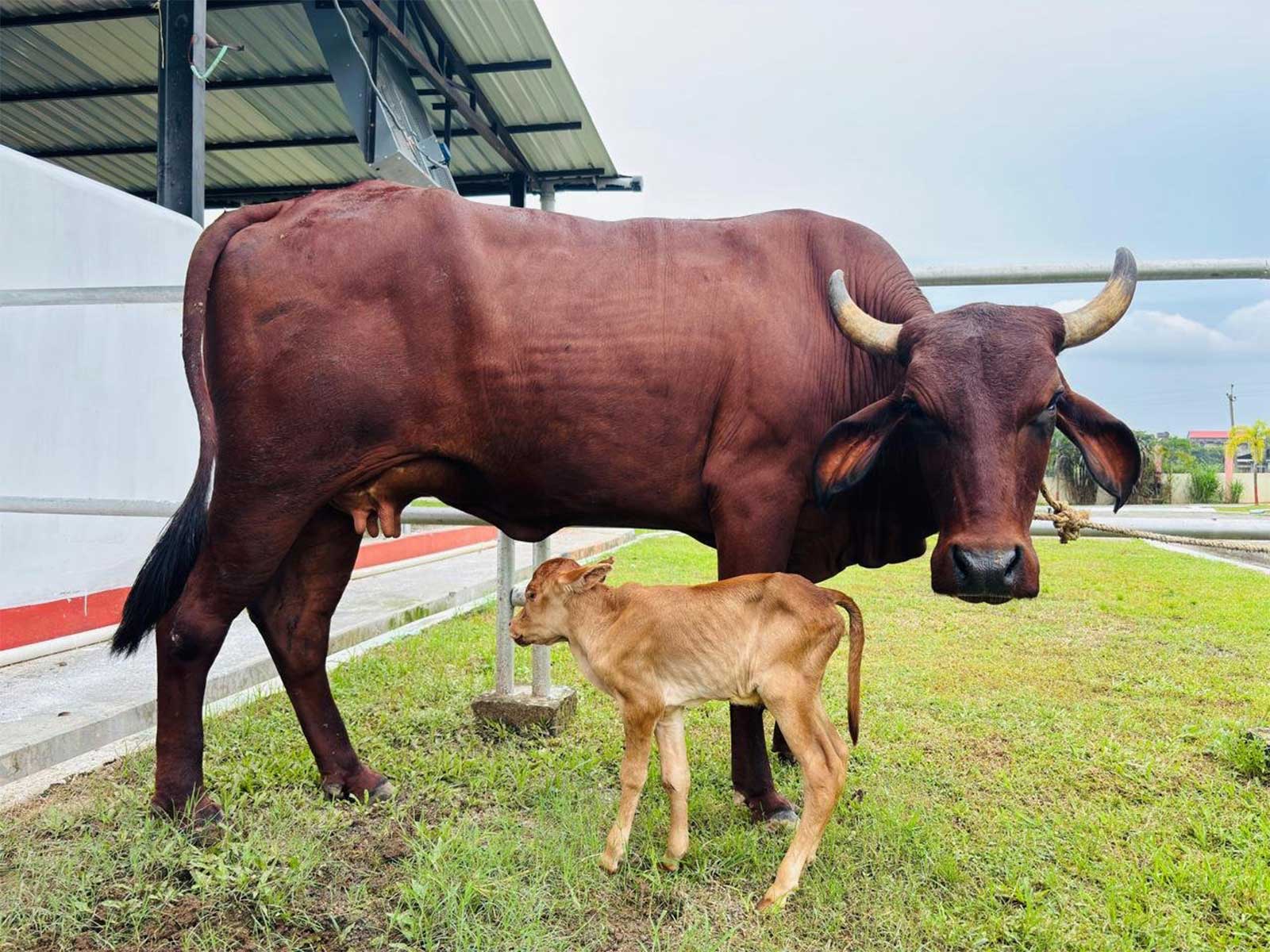 IVF female calf in Assam (Photo/X/@himantabiswa)
