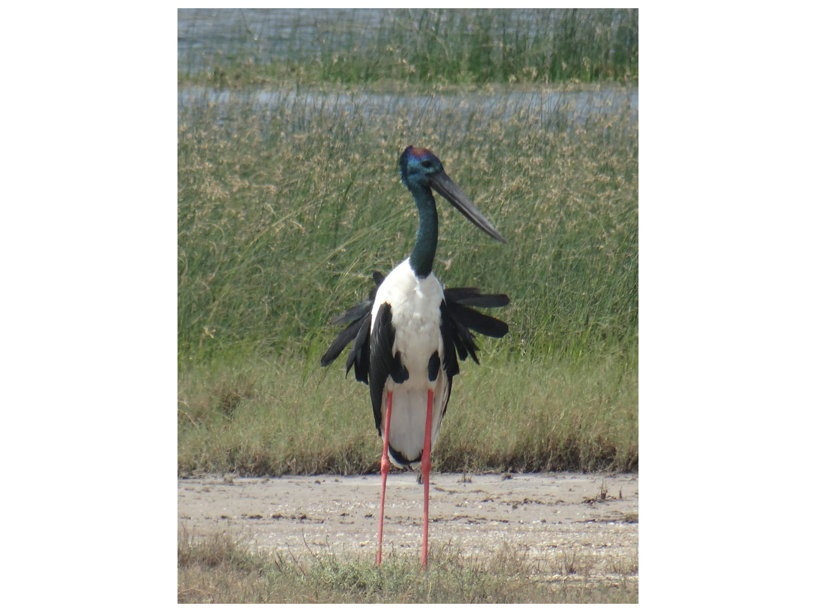 Black-necked Stork (Ephippiorhynchus asiaticus) (Photo: Gujarat CMO release)
