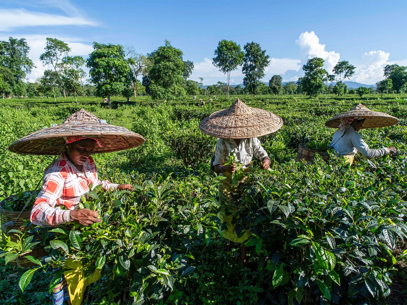 Tea farming (Photo/ANI)