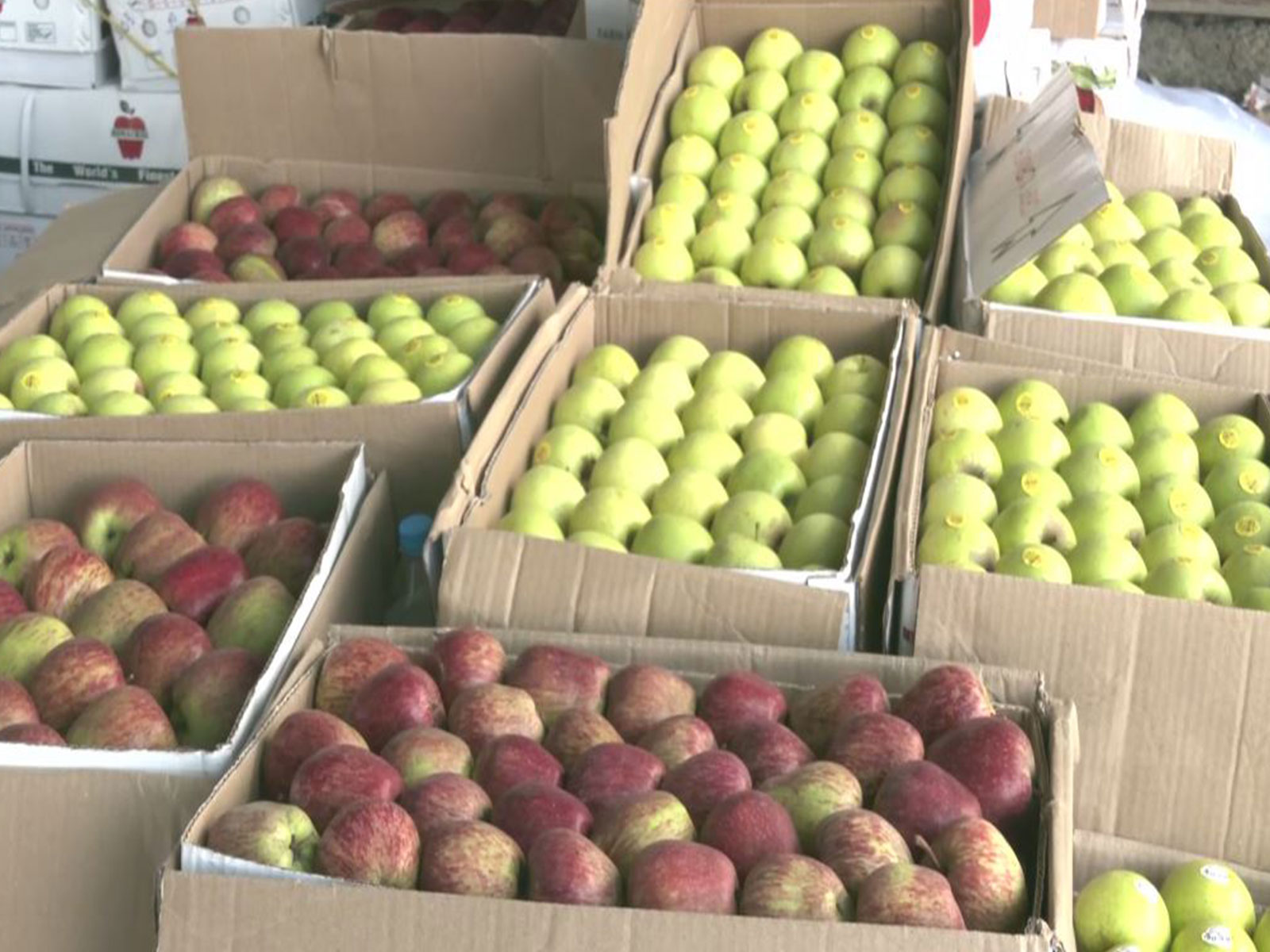 Low apple crop, rising input costs leave Himachal growers worried (Photo/ANI)