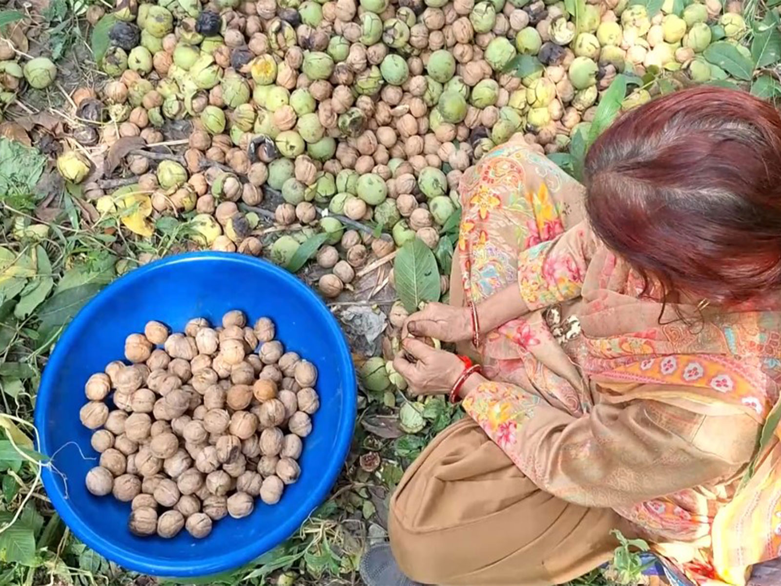 Farmers in Kathua gathering the ripe walnuts from the trees (Photo/ANI)