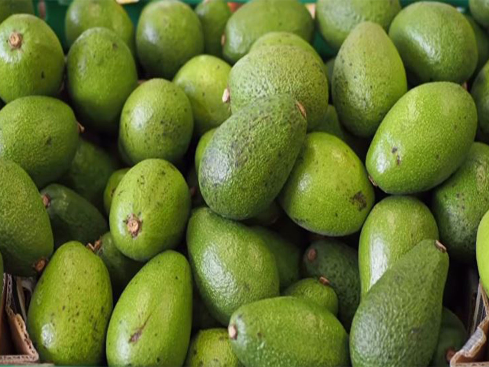 Avacado fruits (Photo: YouTube/NarendraModi)