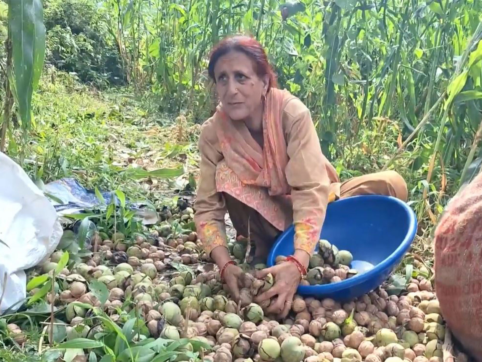 Walnut harvesting in Jammu and Kashmir (Photo/ANI)