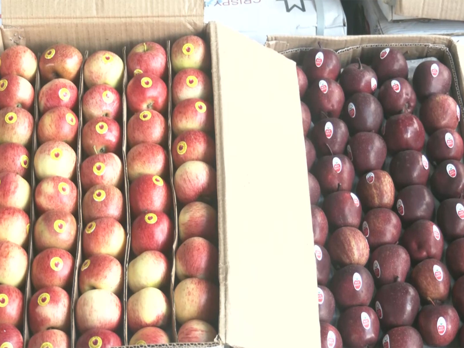 Apple harvested by growers in Himachal Pradesh (Photo/ANI)