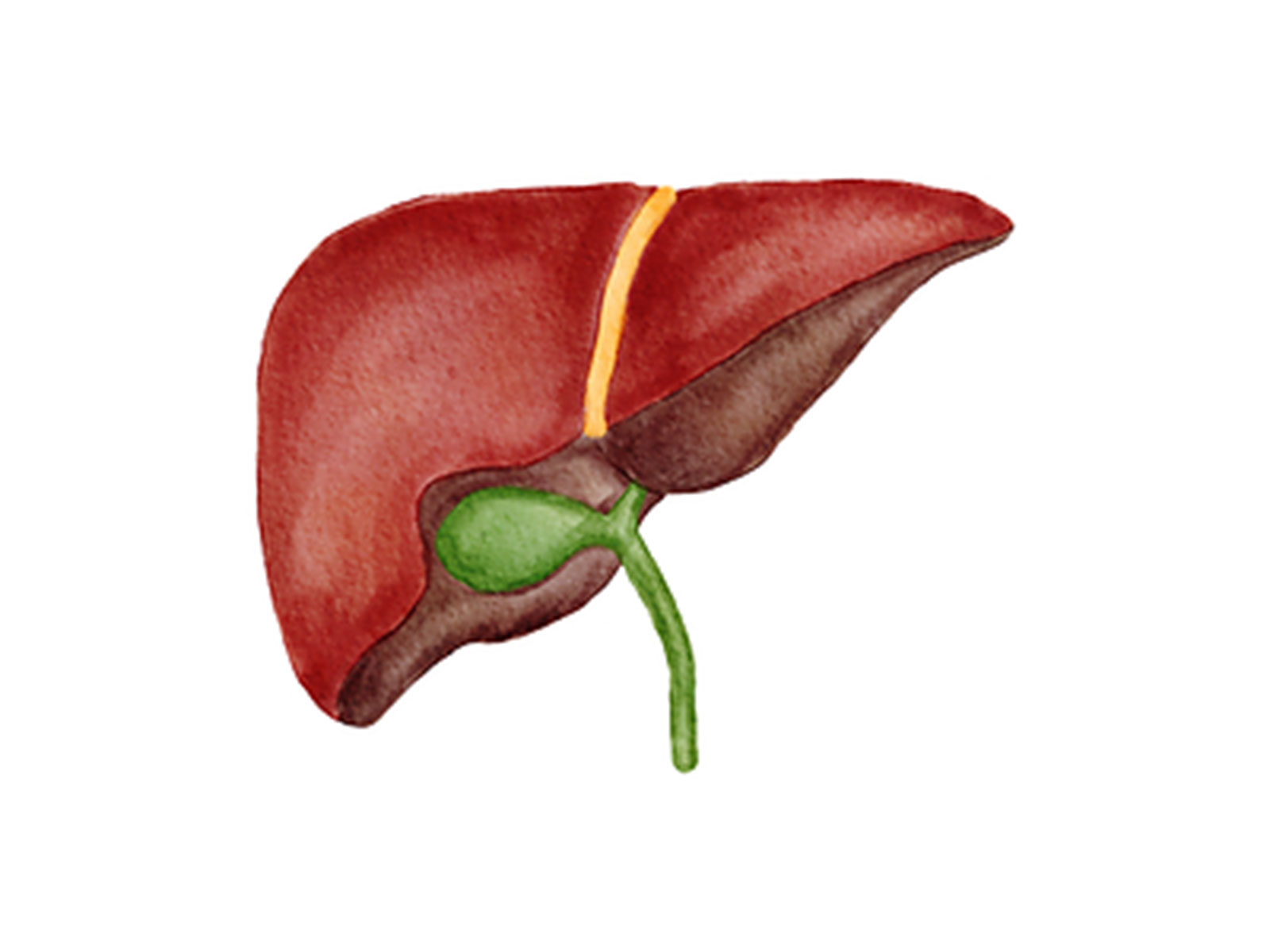 Illustration of an adult human liver