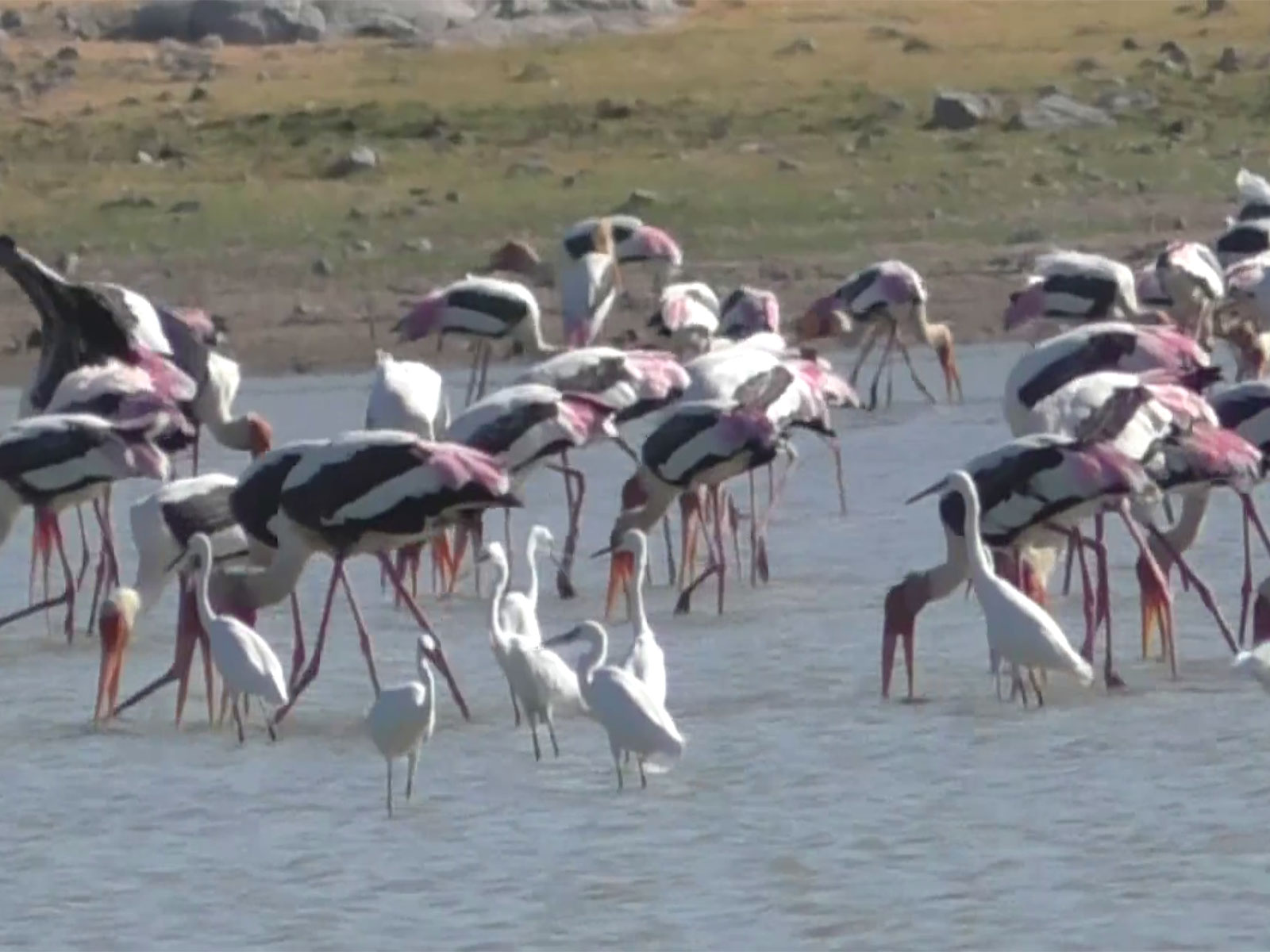 Siberian migratory birds at Perungulam wetlands (Photo/ANI)