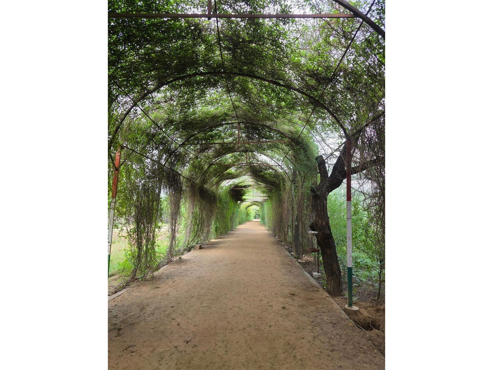 Sikar's Smriti Van gets 685.393-metre green pergola walkway