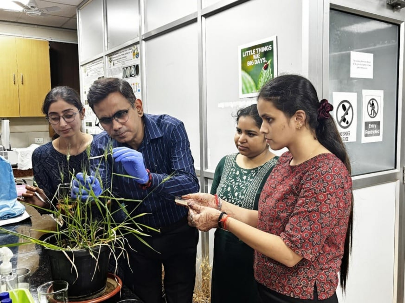 BHU scientists discover soil bacteria solution to protect wheat crop (Photo/BHU) 