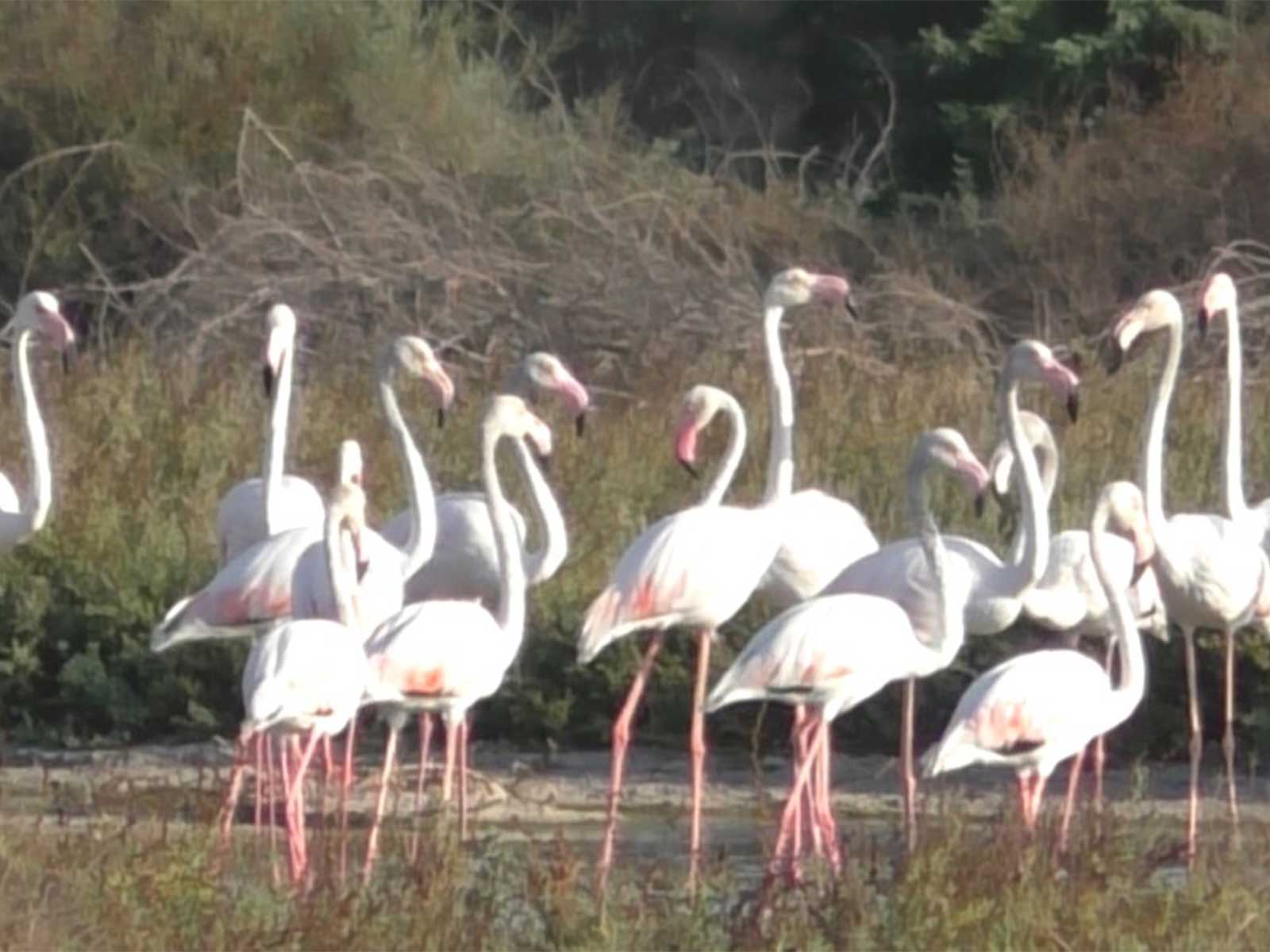 Flamingos arrived at the salt pans in Thoothukudi   (Phptp/ANI)