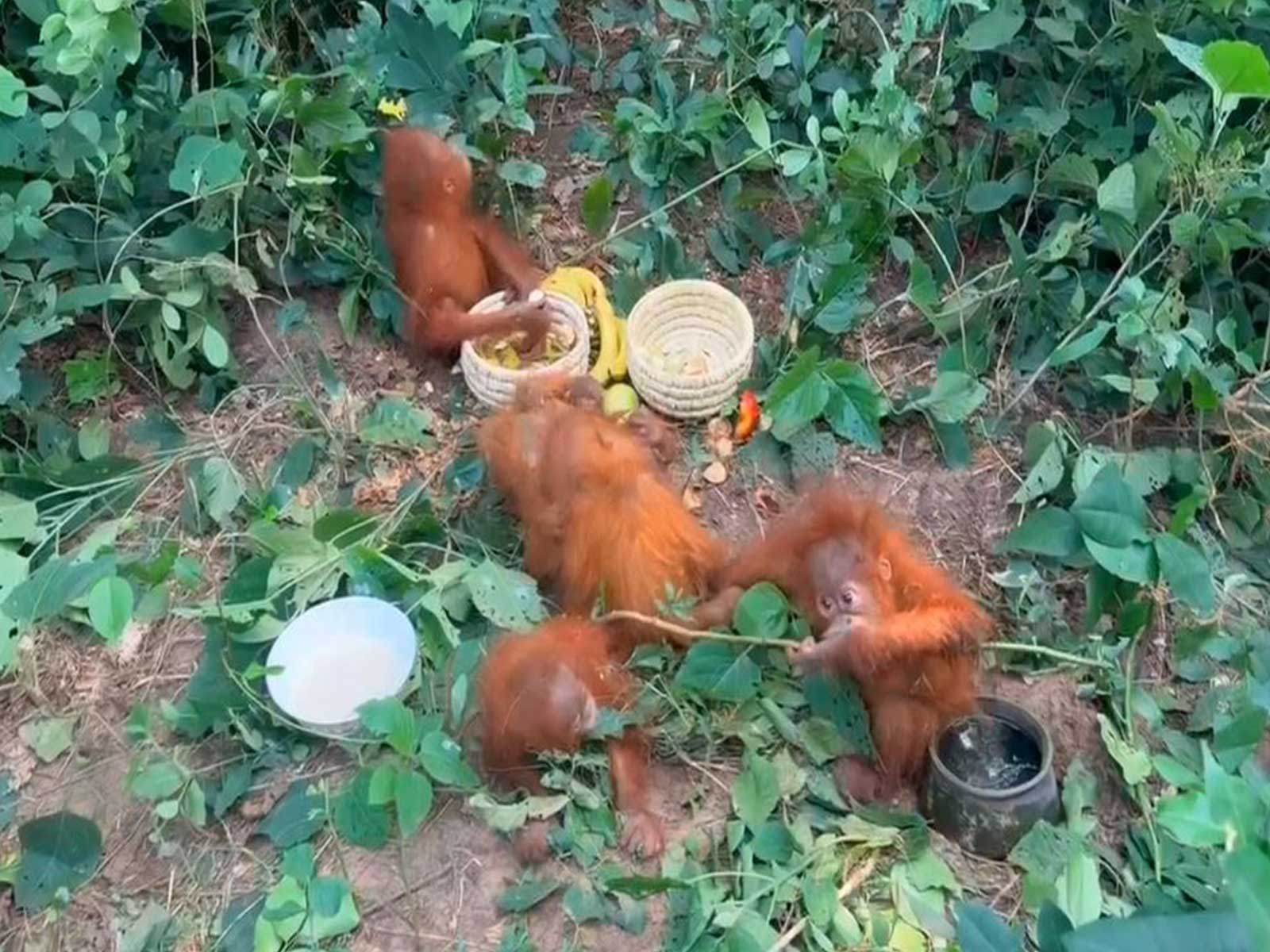 Five young orangutans rescued by Odisha Forest Department (Photo/Forest Department)