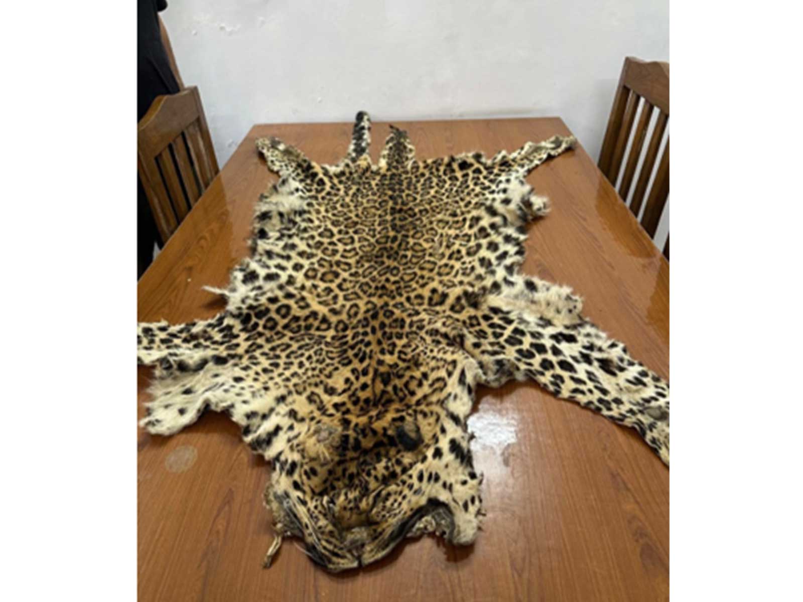 Tiger pelts seized by the DRI during operations against illegal wildlife trade (Photo/PIB)