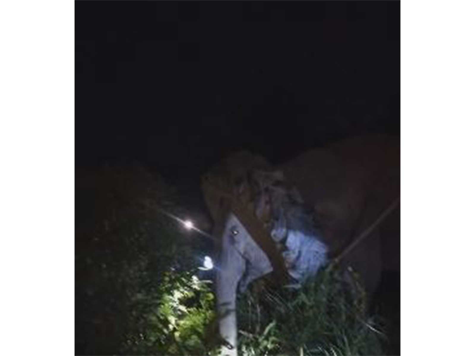 Huge tyre stuck around elephant's neck (Photo/ANI)