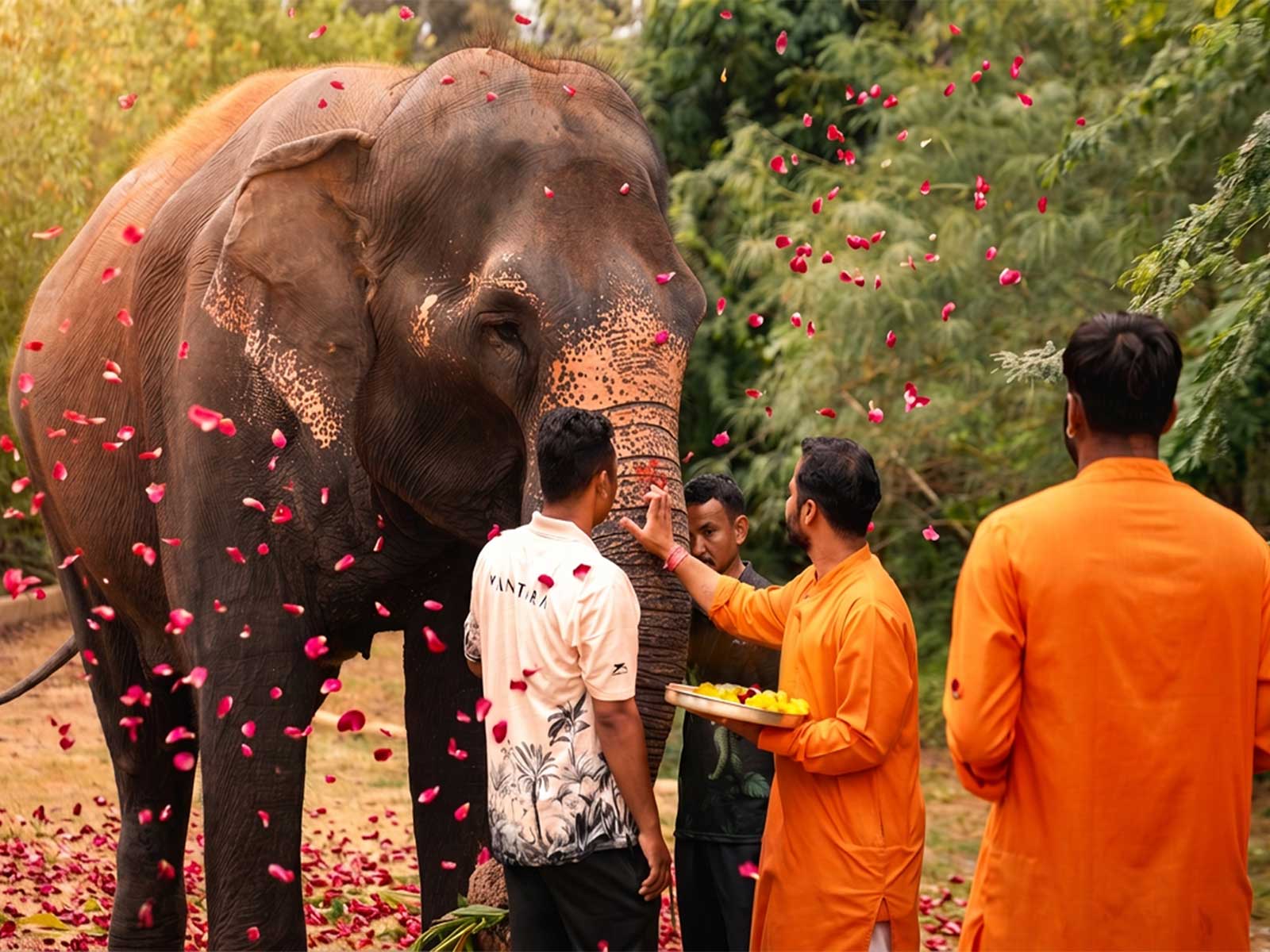 Vantara welcomes HPC order allowing elephant Madhuri (Photo/ Vantara)