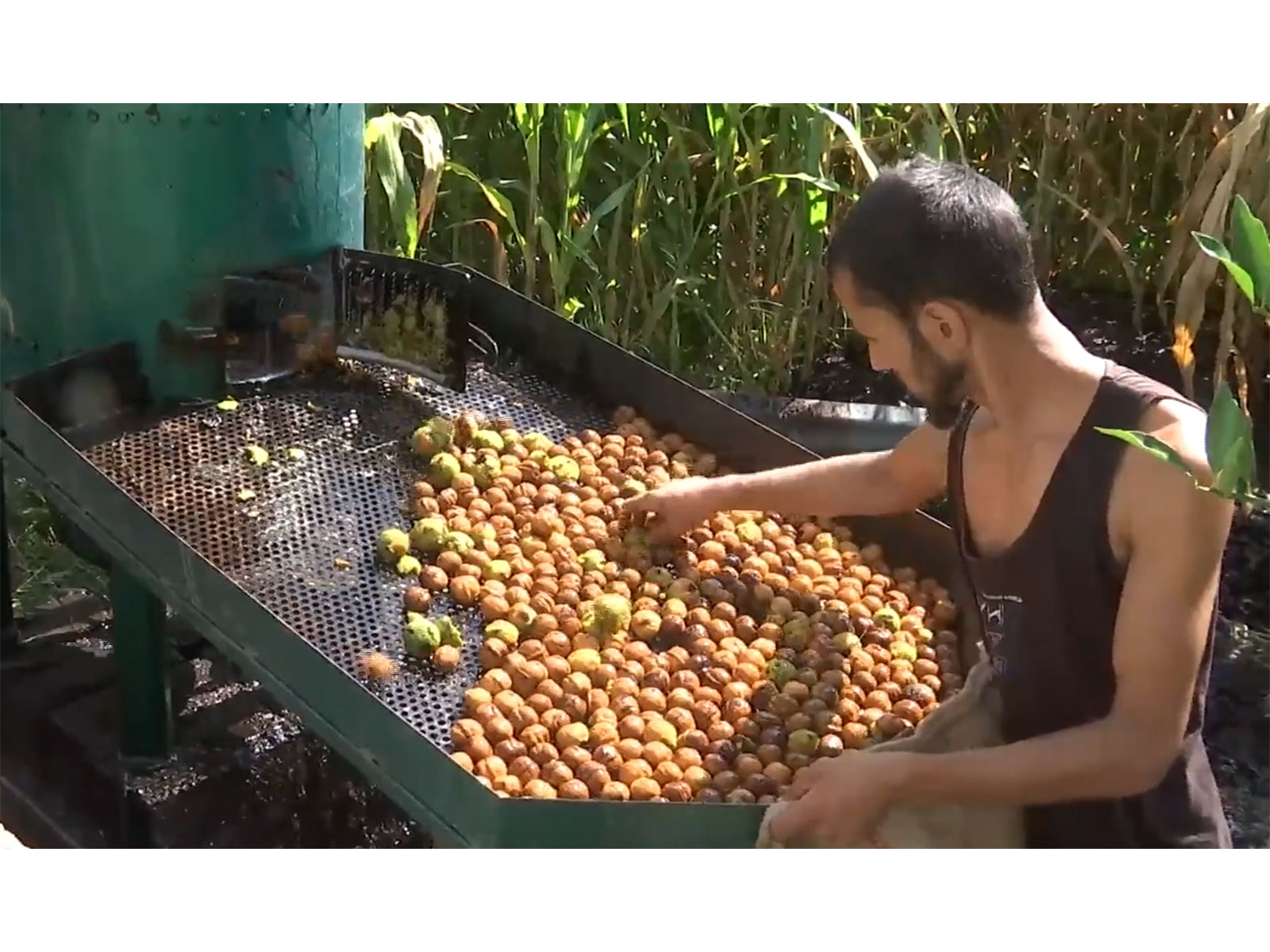 Walnuts grown in Kotranka Budhal (Photo/ANI)