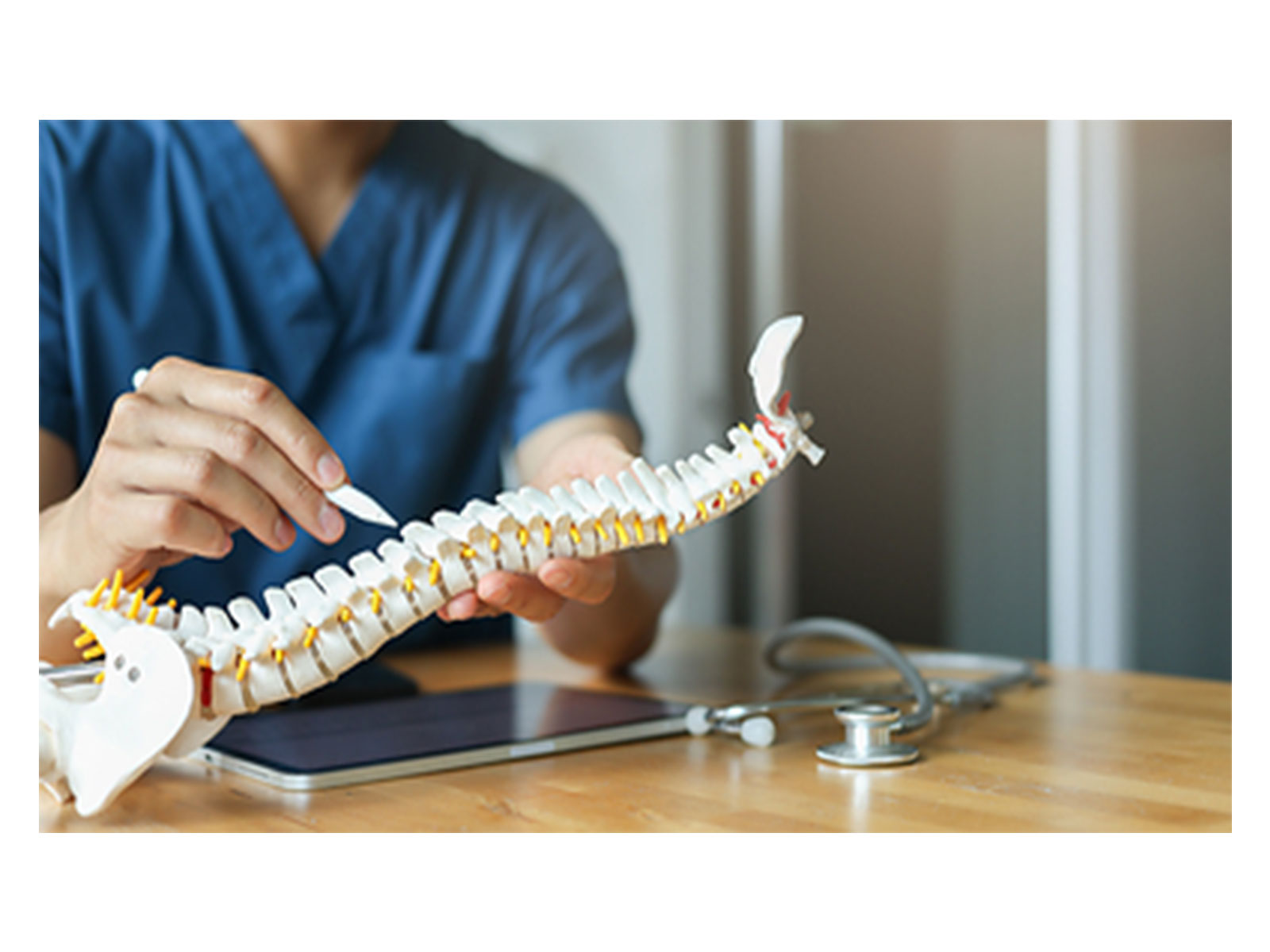 Anatomical Model of the Spine