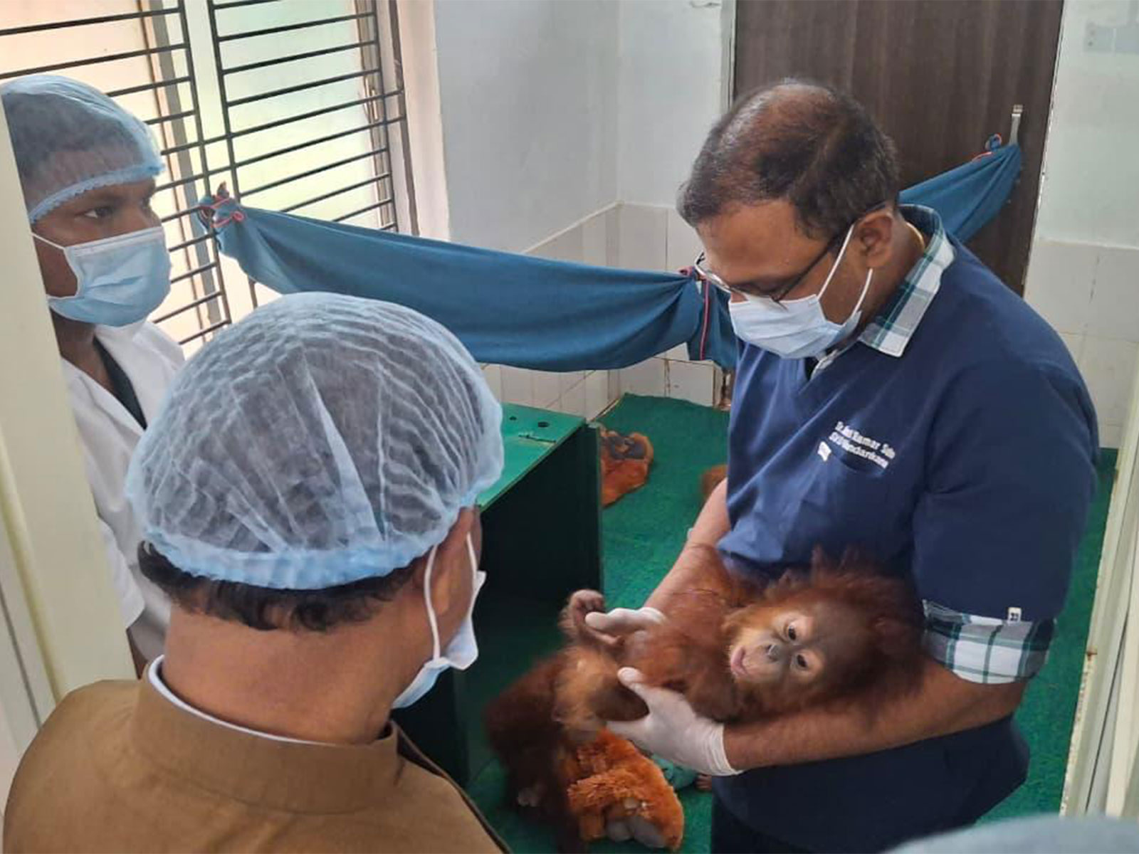 One of the five juvenile orangutan rescued (Photo/Forest Minister Office)