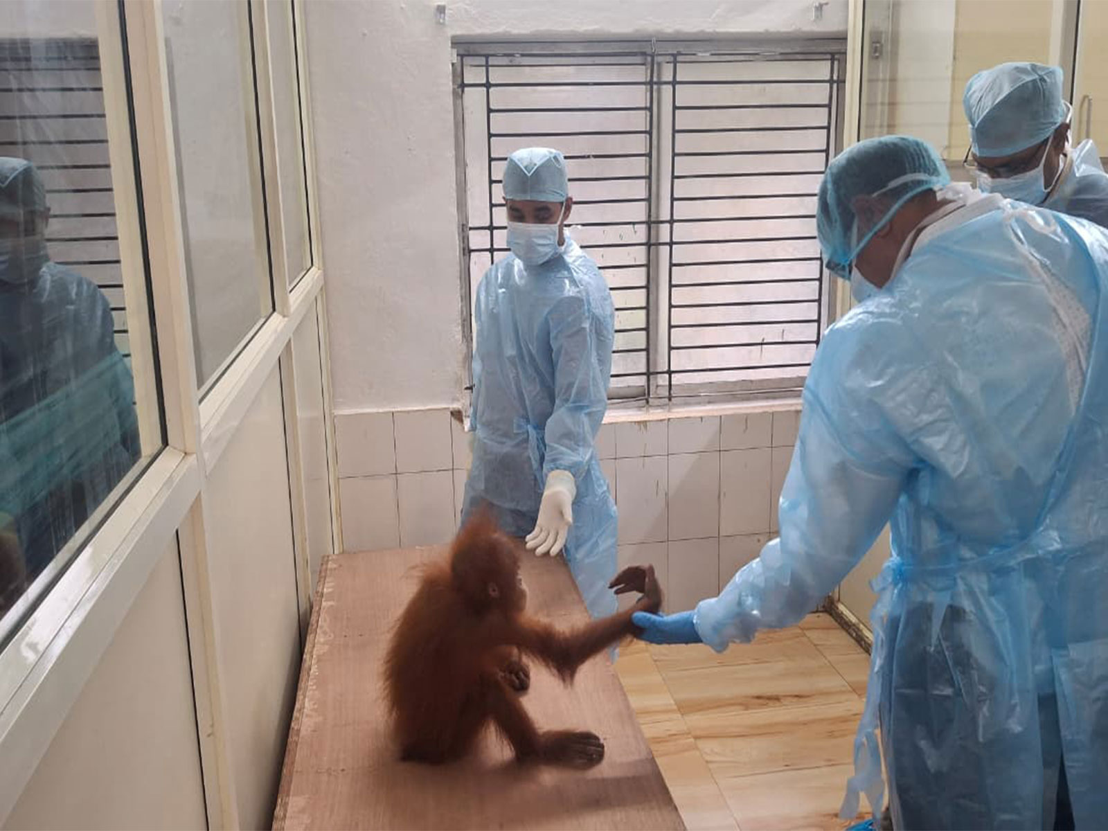  Expert committee inspects 5 juvenile orangutans at Nandankanan Zoo (Photo/Deputy director Nandankanan)