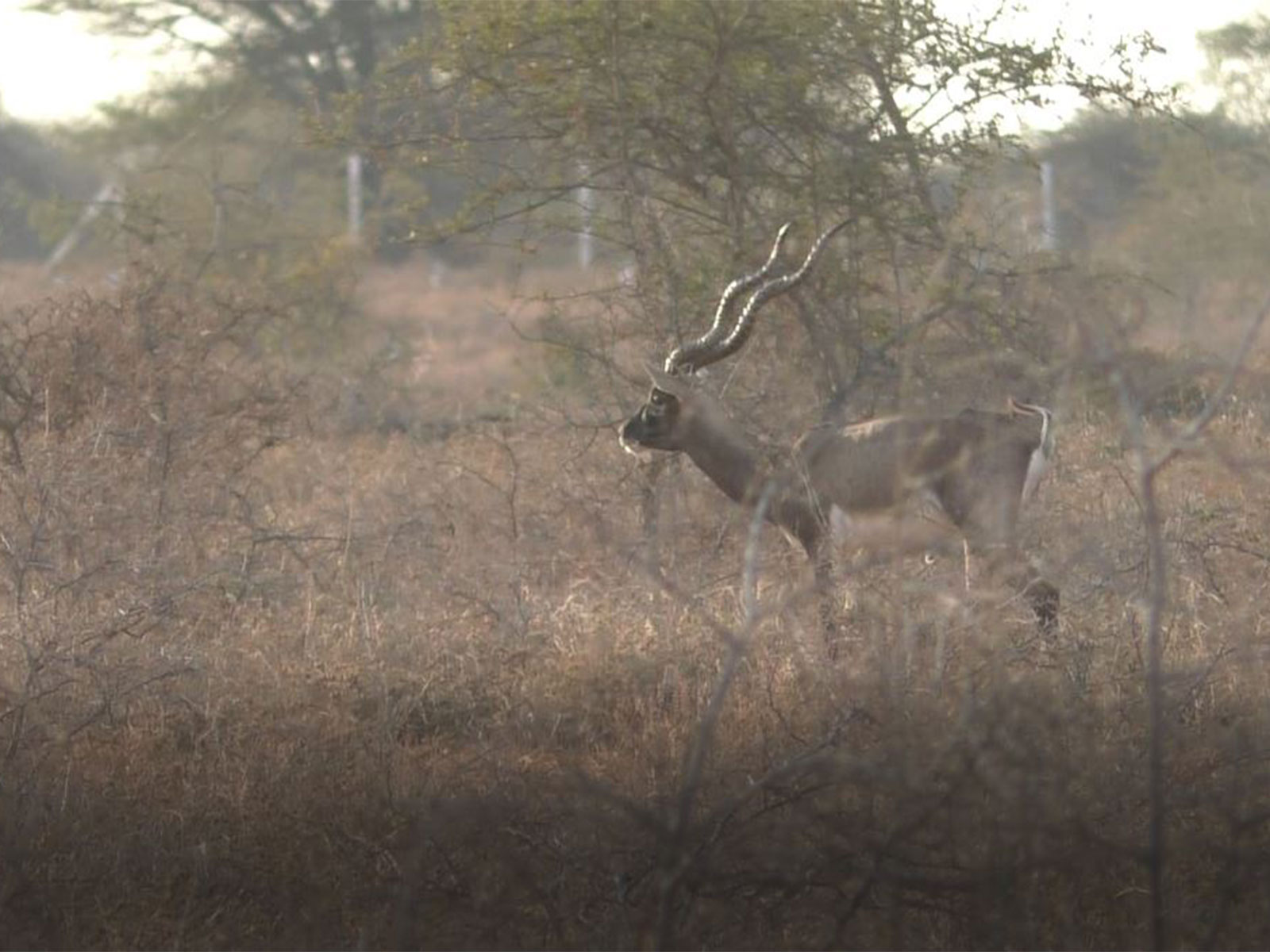 Blackbuck in Vallanadu Sanctuary [Photo/ANI]