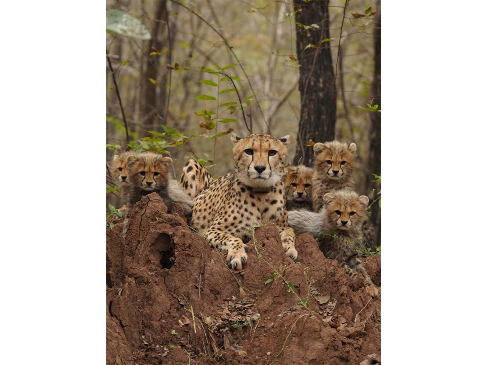 Cheetah (Photo/Kuno national park)