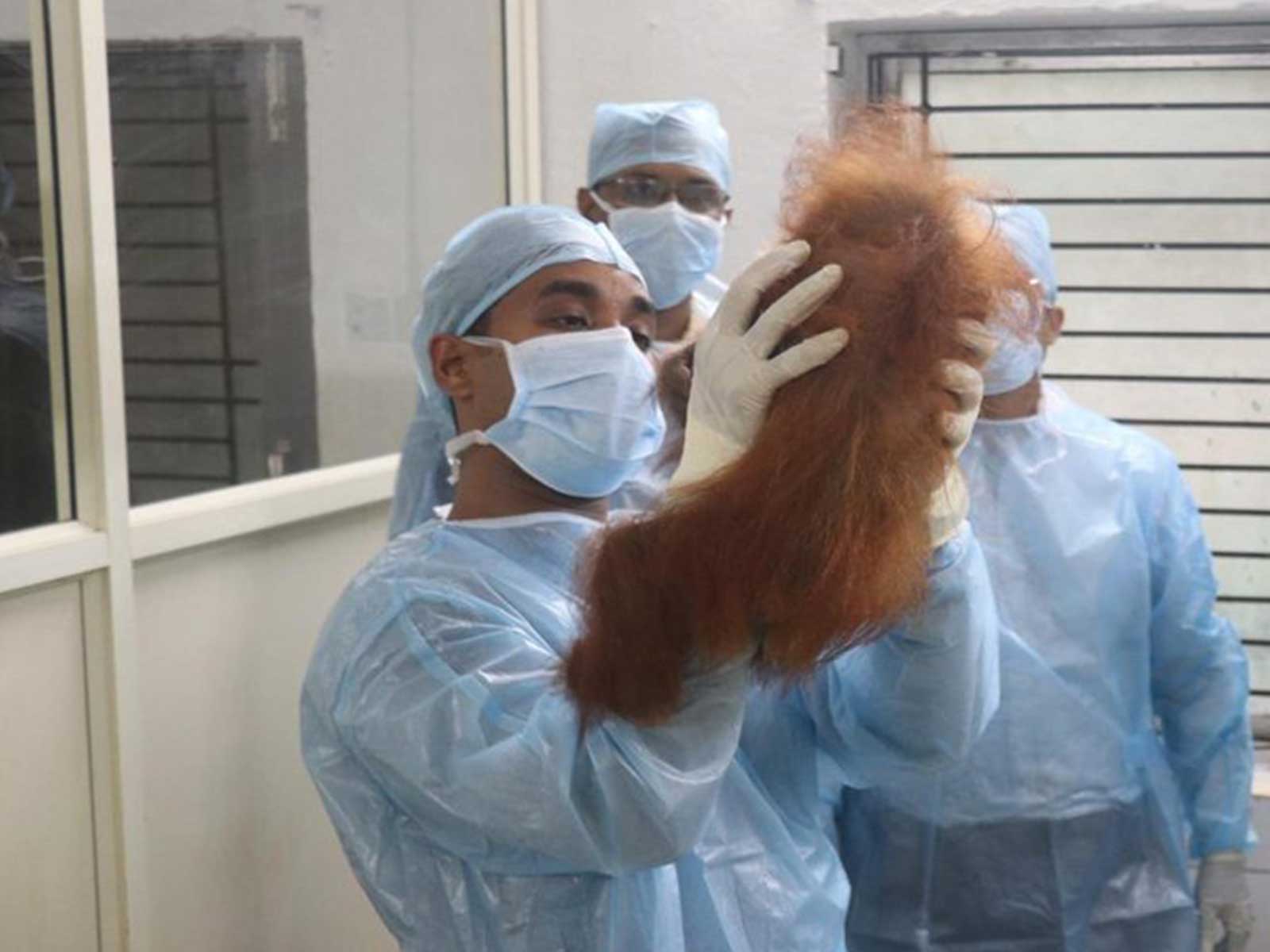 Doctors conduct health checkup of baby orangutan (Photo/Nandanakanan zoo official)