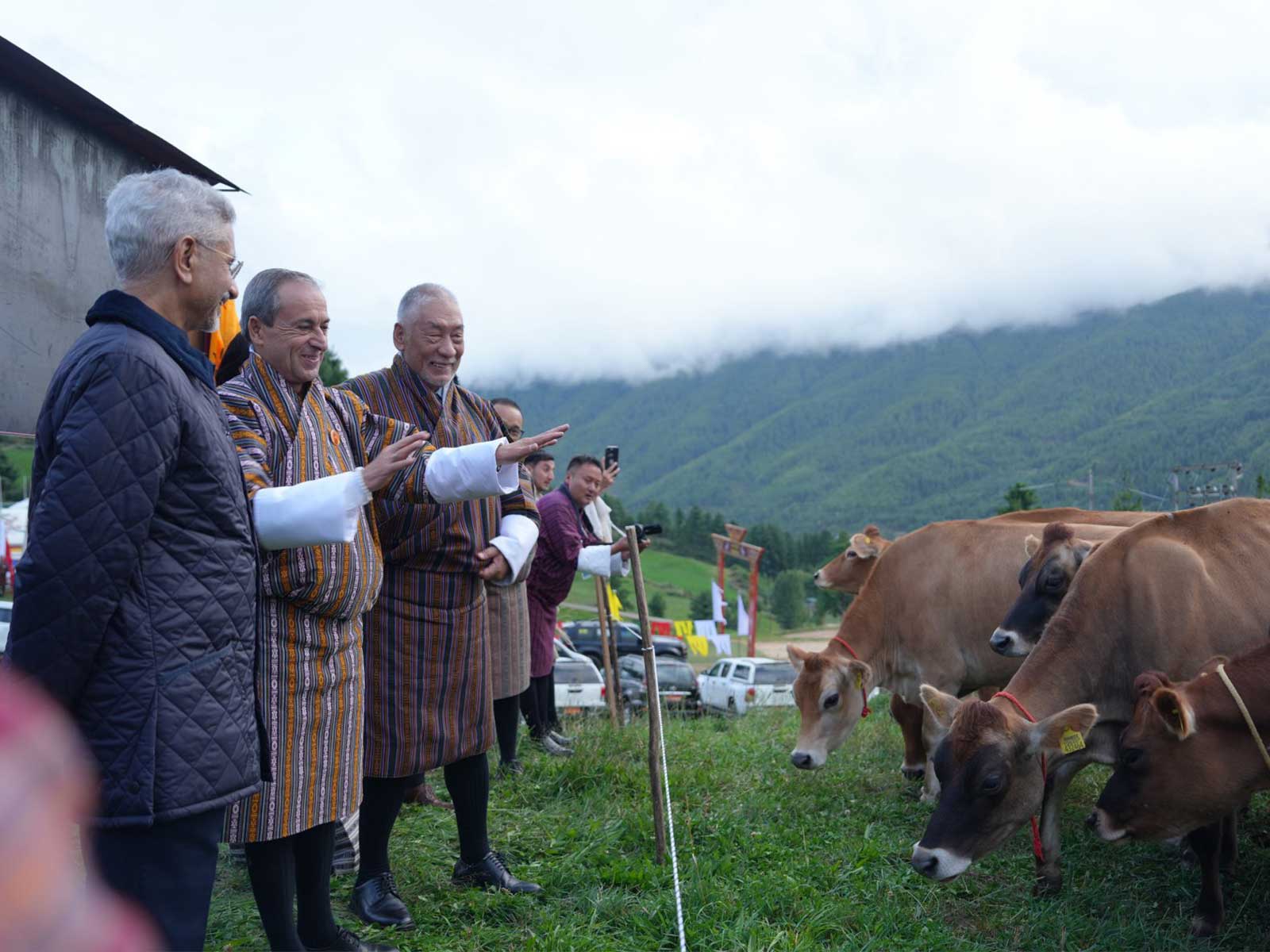 EAM S Jaishankar handed over 43 pureline Jersey cows to Bhutan (Photo/X/@DrSJaishankar)
