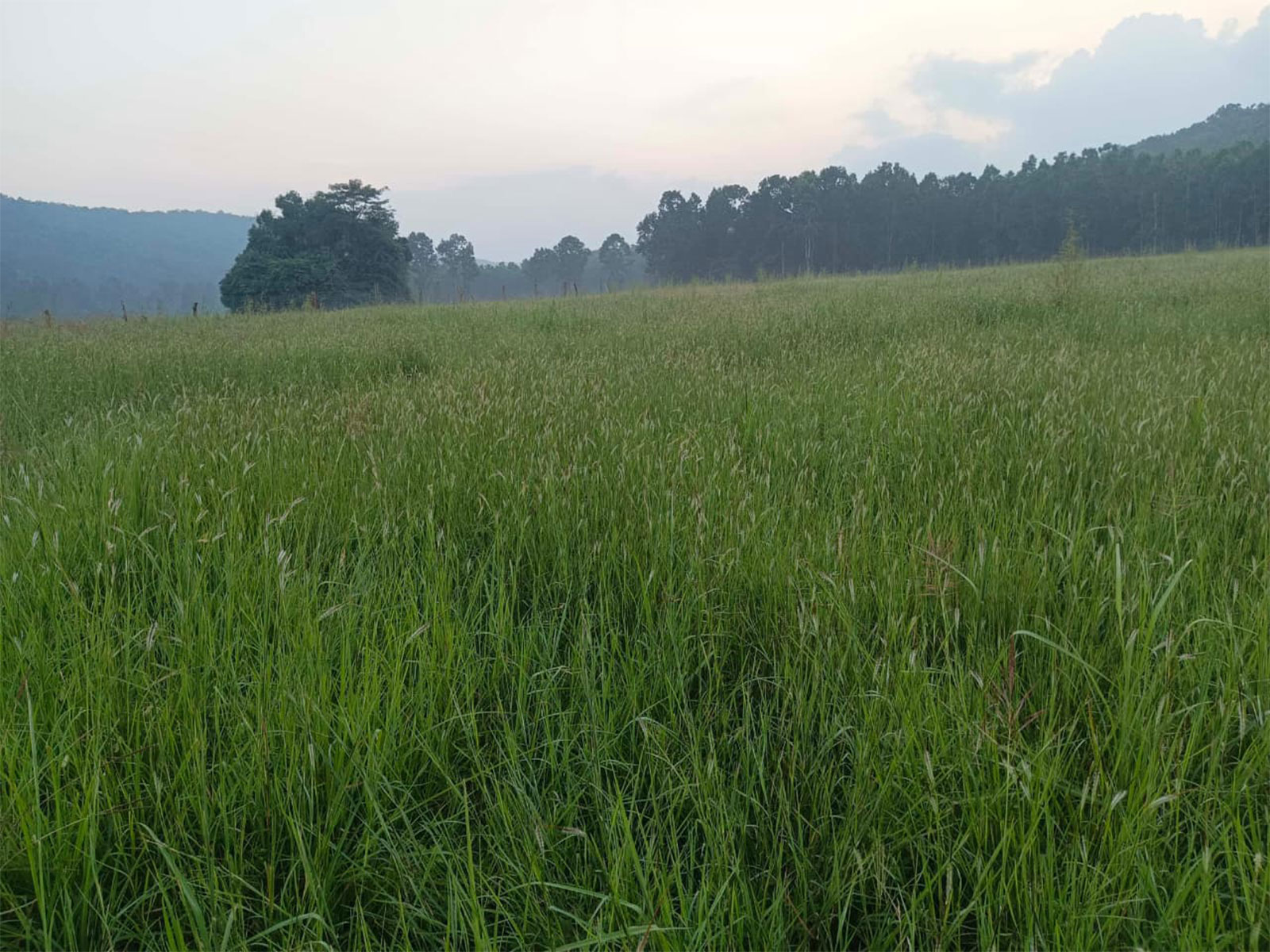 Similipal Tiger Reserve (Photo/ANI)