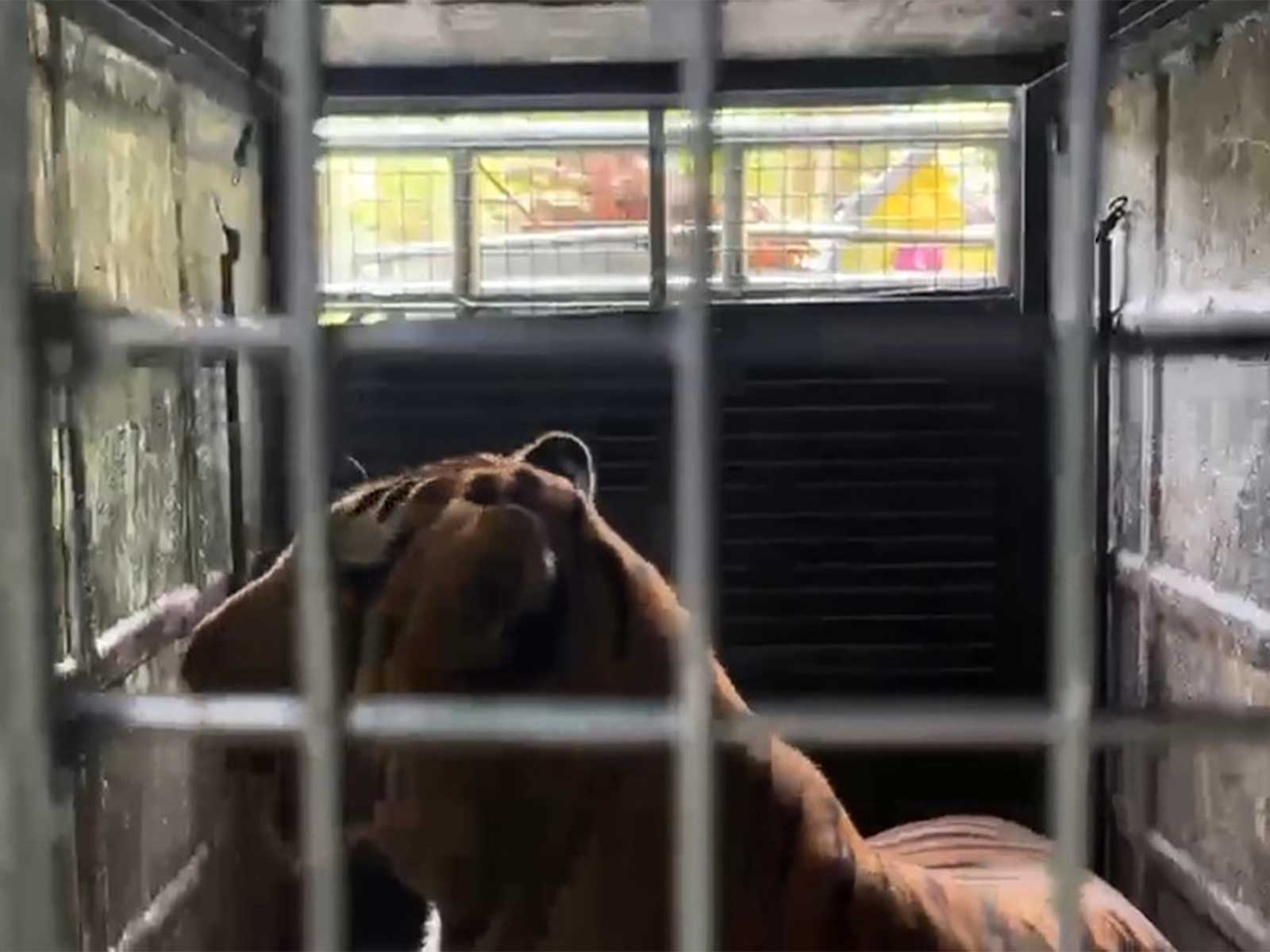 Tiger Trapped in Forest Department Cage at Silver Cloud Area in Gudalur (Photo/ANI)