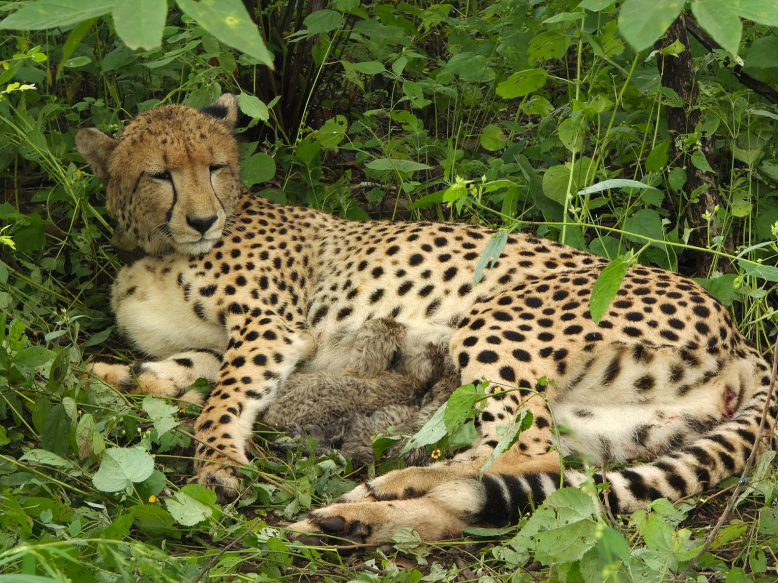 Cheetah KGP12 gives birth to four cubs in Kuno (Photo/byadavbjp)