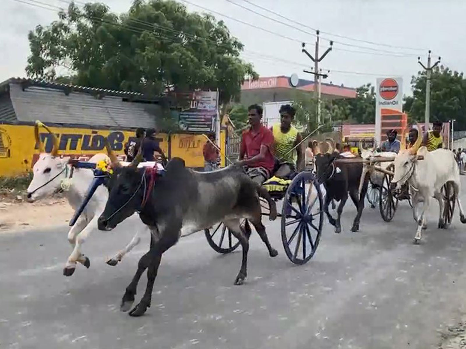 Bullock cart race was held in Thoothukudi as part of 36th annual Vinayagar Chaturthi celebrations (Photo/ANI)