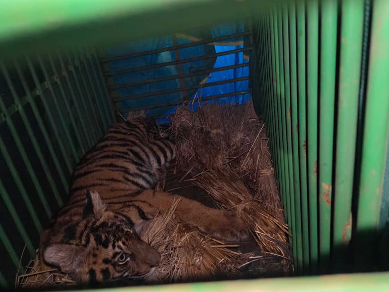 The rescued tiger cub (Photo/ANI)