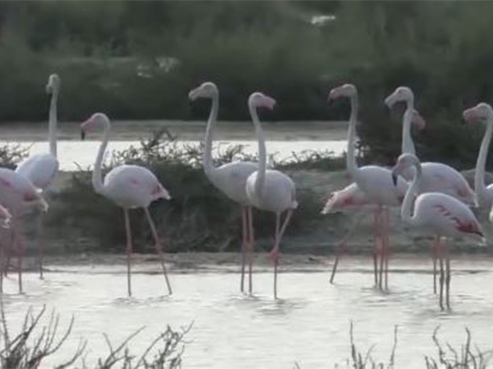 Flamingos at the salt pans in Thoothukudi (Photo/ANI)