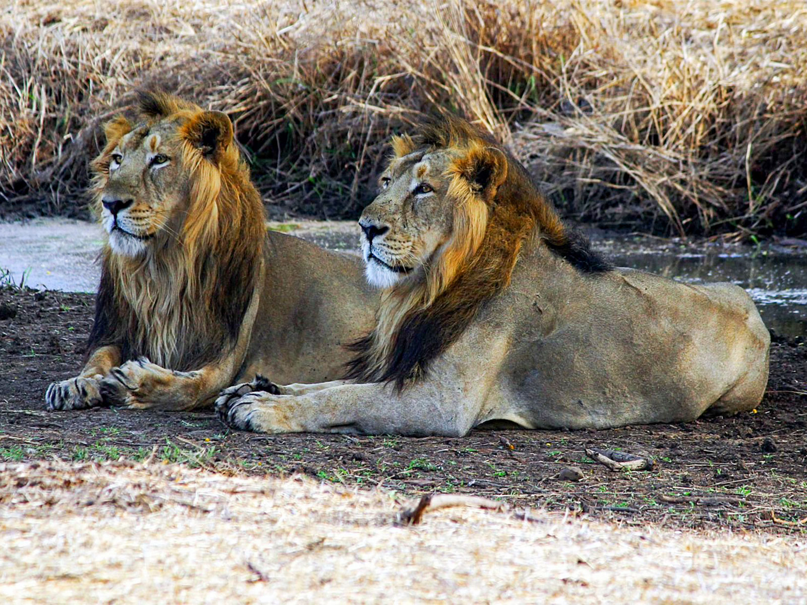 Asiatic Lions (FilePhoto/ANI)