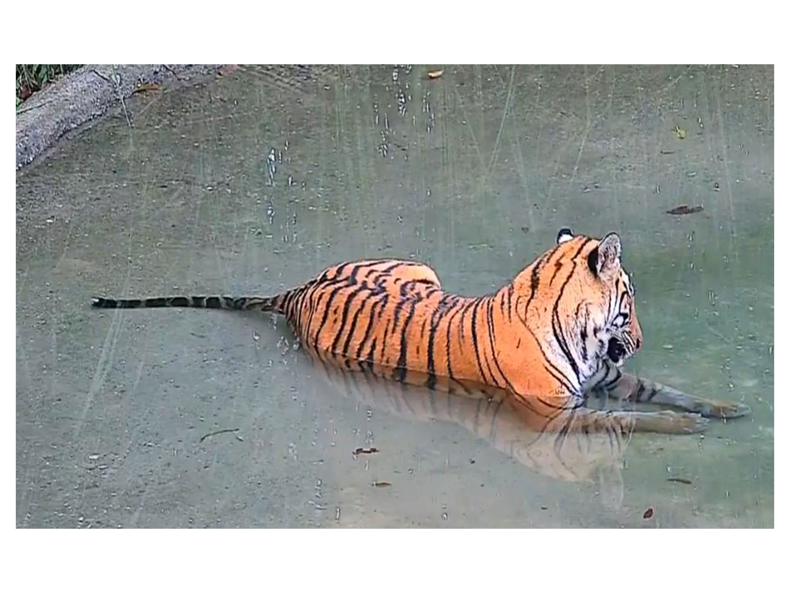 Tigress released into core zone of the Buxa Tiger Reserve (Photo/x/@byadavbjp)