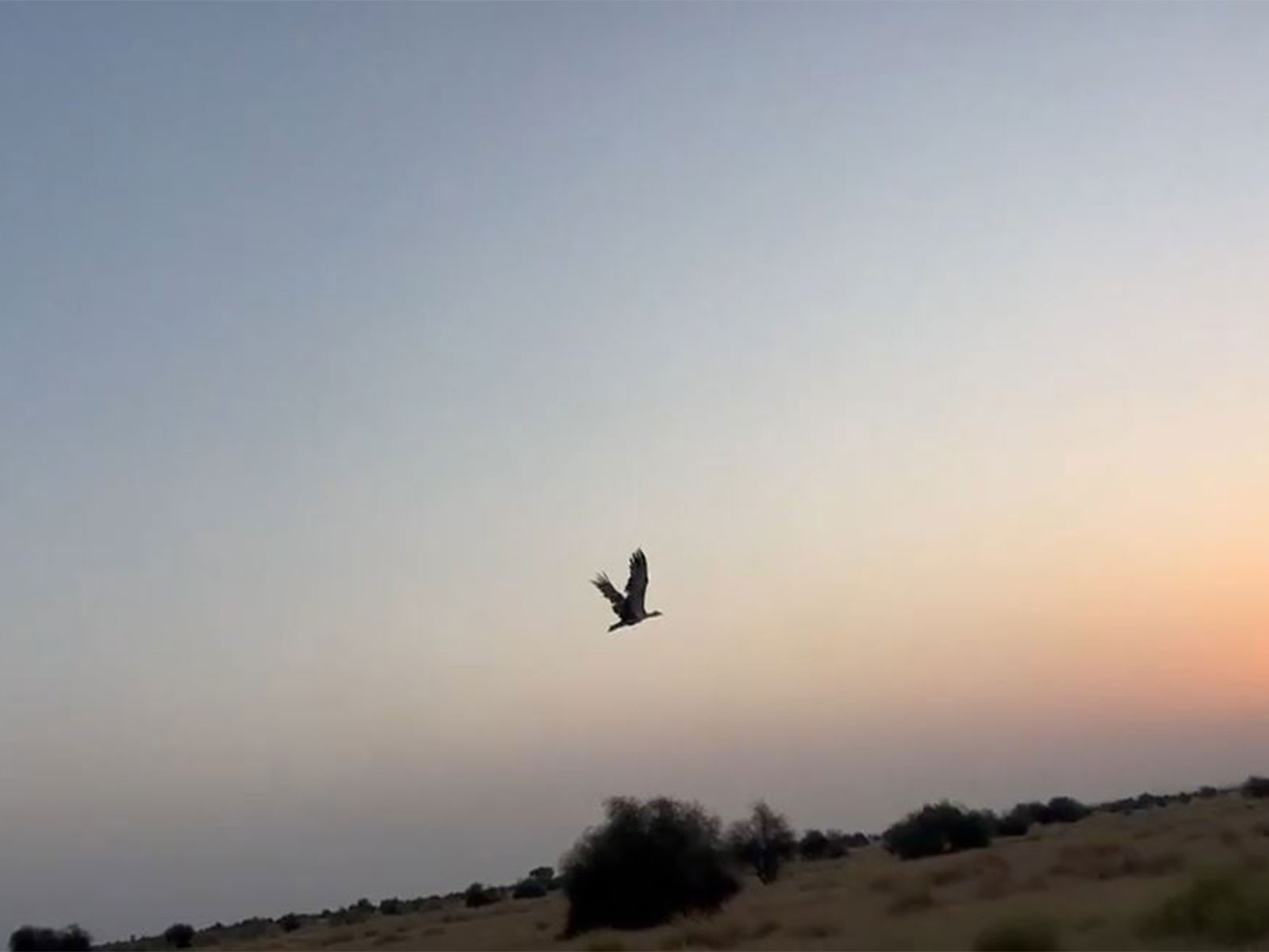 Two Great Indian Bustards released into the wild in jaisalmer (Photo/ANI)