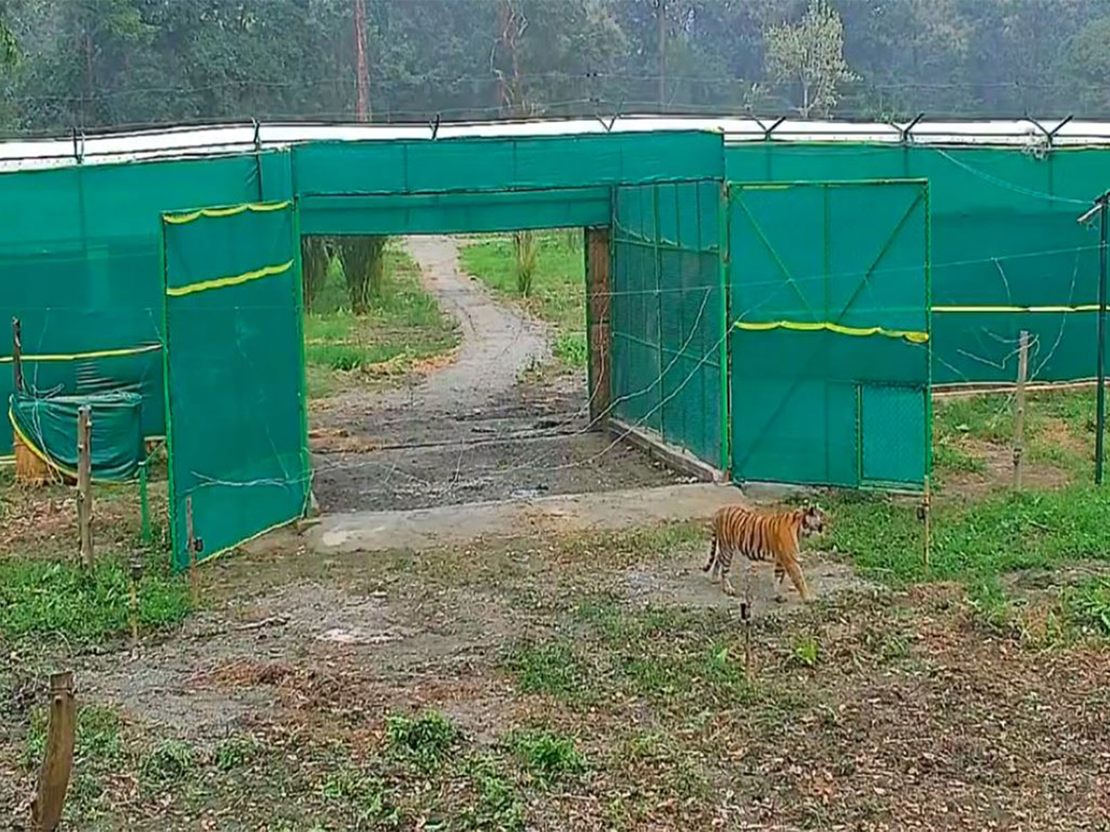 The three-year-old tigress has entered the wild forest (Photo/byadavbjp)