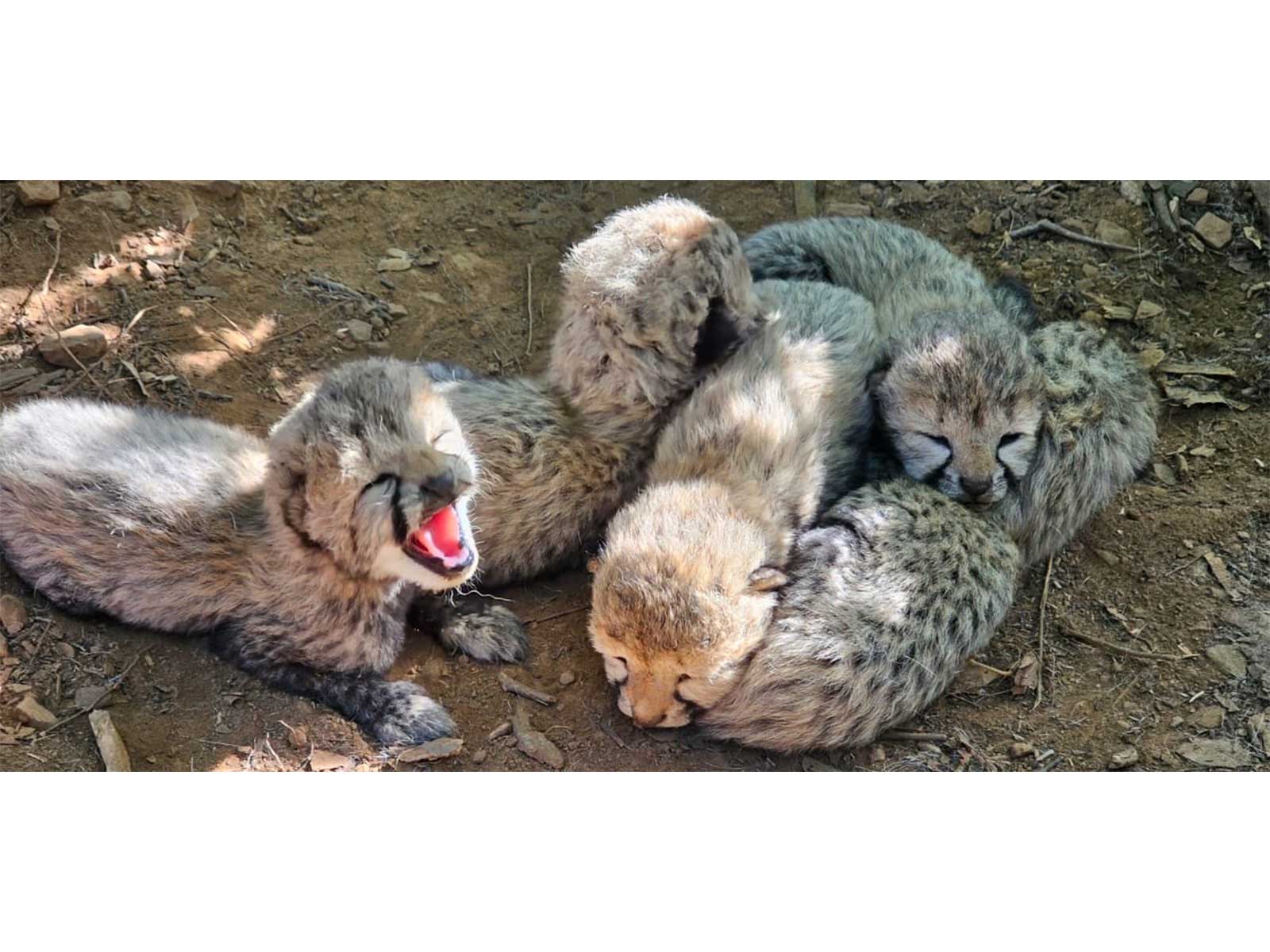 Cheetah cubs (Photo / X @byadavbjp)