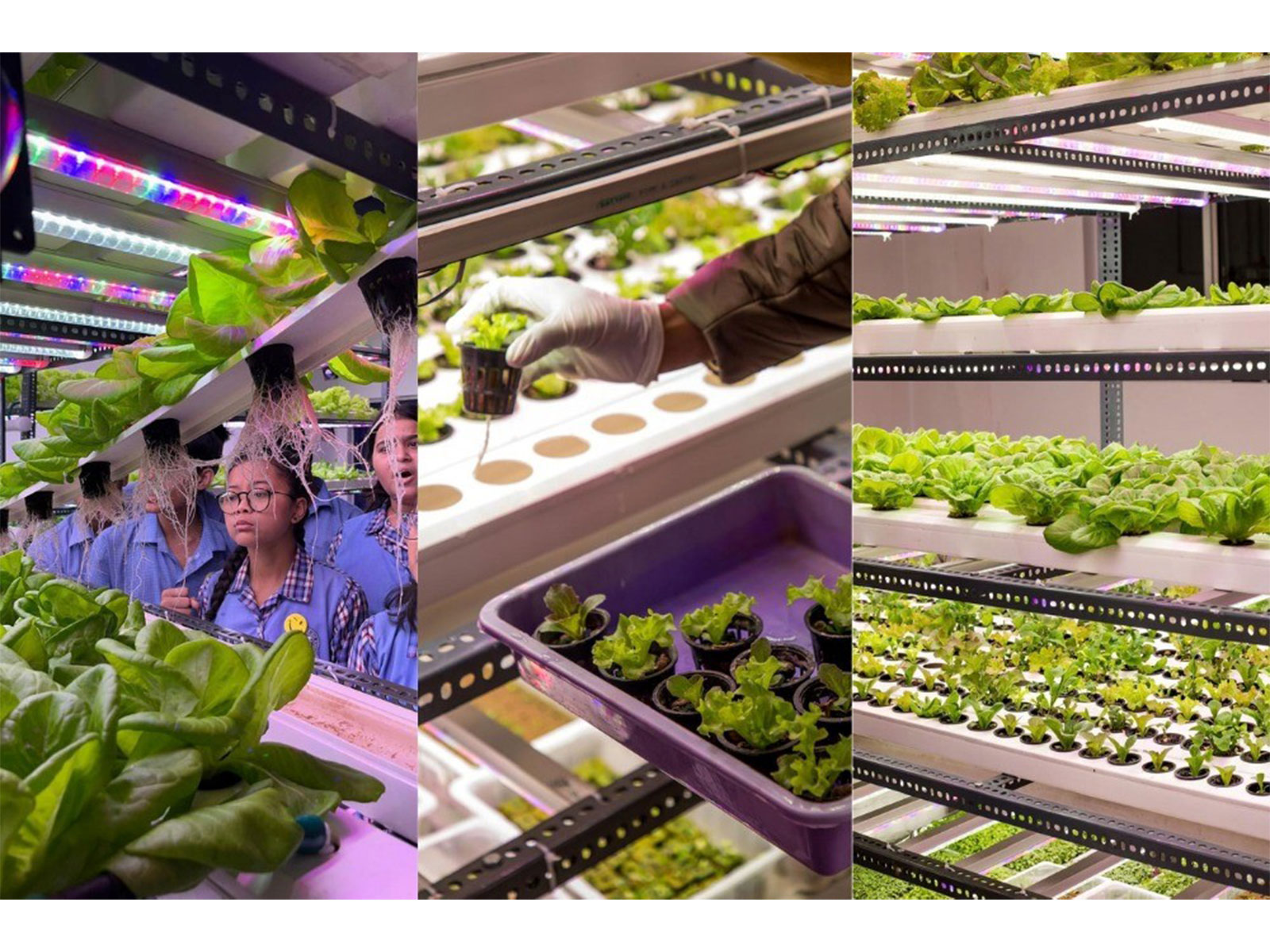 Growing food under solar panels: Inside 9Growers' next farming experiment